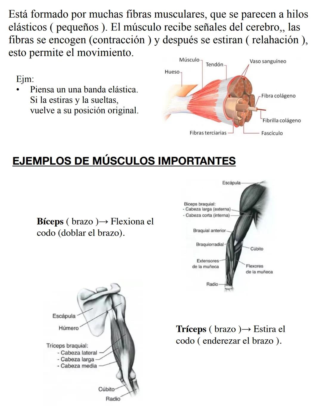 RESUMEN
Sígueme en Instagram:
@BIOMED.EASE # SISTEMA MUSCULAR
Es el encargado de permitir los movimientos del cuerpo, ya sea de forma
vol