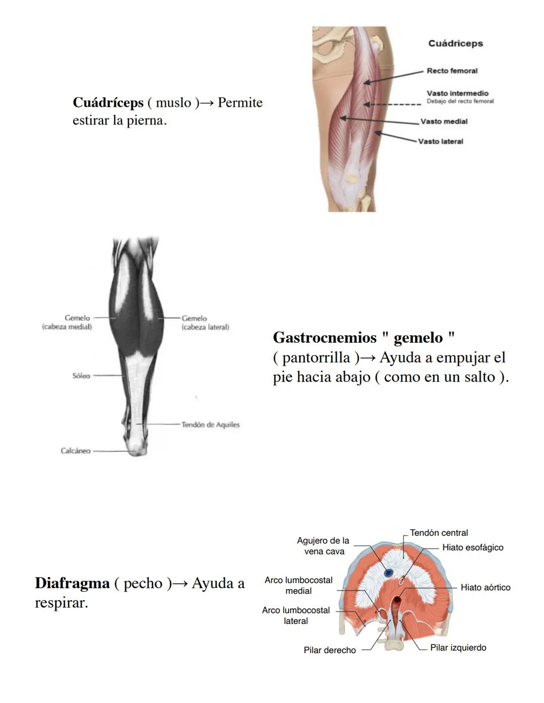 RESUMEN
Sígueme en Instagram:
@BIOMED.EASE # SISTEMA MUSCULAR
Es el encargado de permitir los movimientos del cuerpo, ya sea de forma
vol