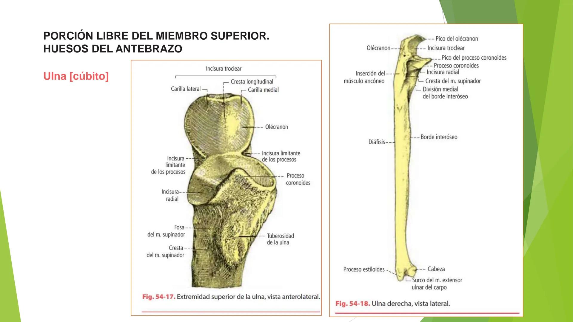 # ANATOMIA
# HUMANA
Dr. Edwin Paiares Huaripata # Huesos del miembro
superior --- OCR Start ---
EI ser humano posee cuatro miembros: dos m