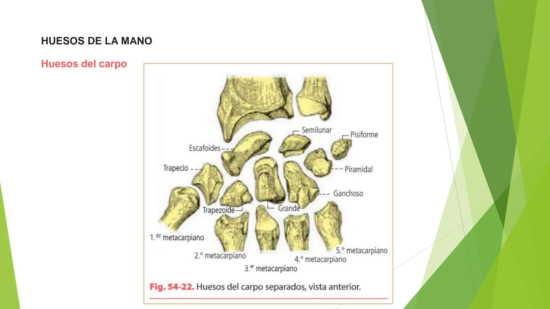 # ANATOMIA
# HUMANA
Dr. Edwin Paiares Huaripata # Huesos del miembro
superior --- OCR Start ---
EI ser humano posee cuatro miembros: dos m