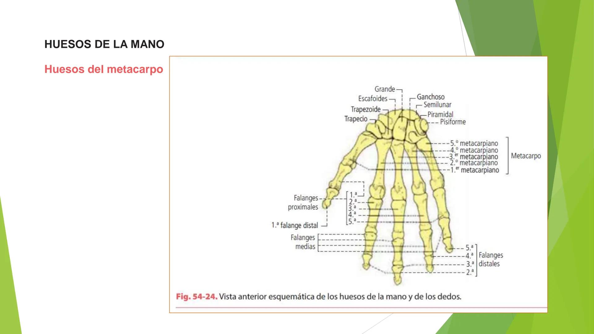 # ANATOMIA
# HUMANA
Dr. Edwin Paiares Huaripata # Huesos del miembro
superior --- OCR Start ---
EI ser humano posee cuatro miembros: dos m