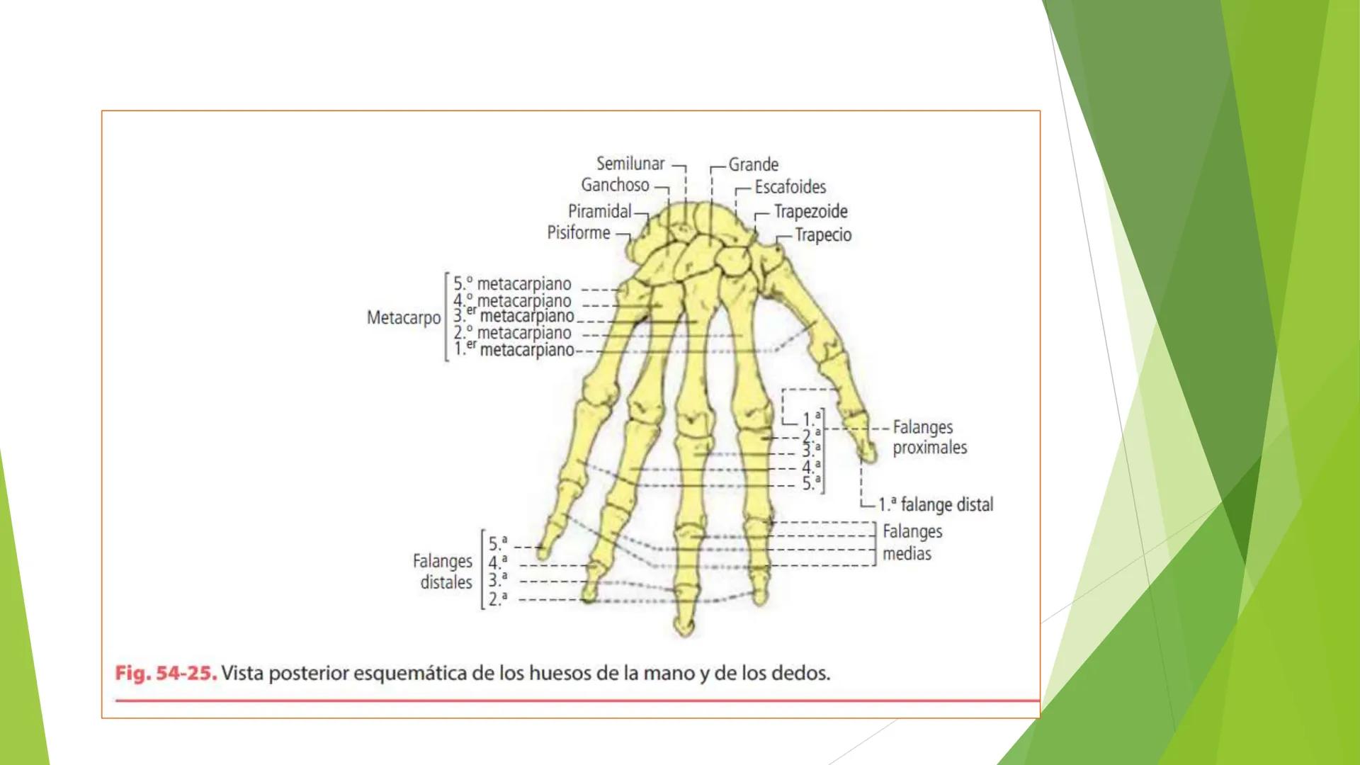 # ANATOMIA
# HUMANA
Dr. Edwin Paiares Huaripata # Huesos del miembro
superior --- OCR Start ---
EI ser humano posee cuatro miembros: dos m