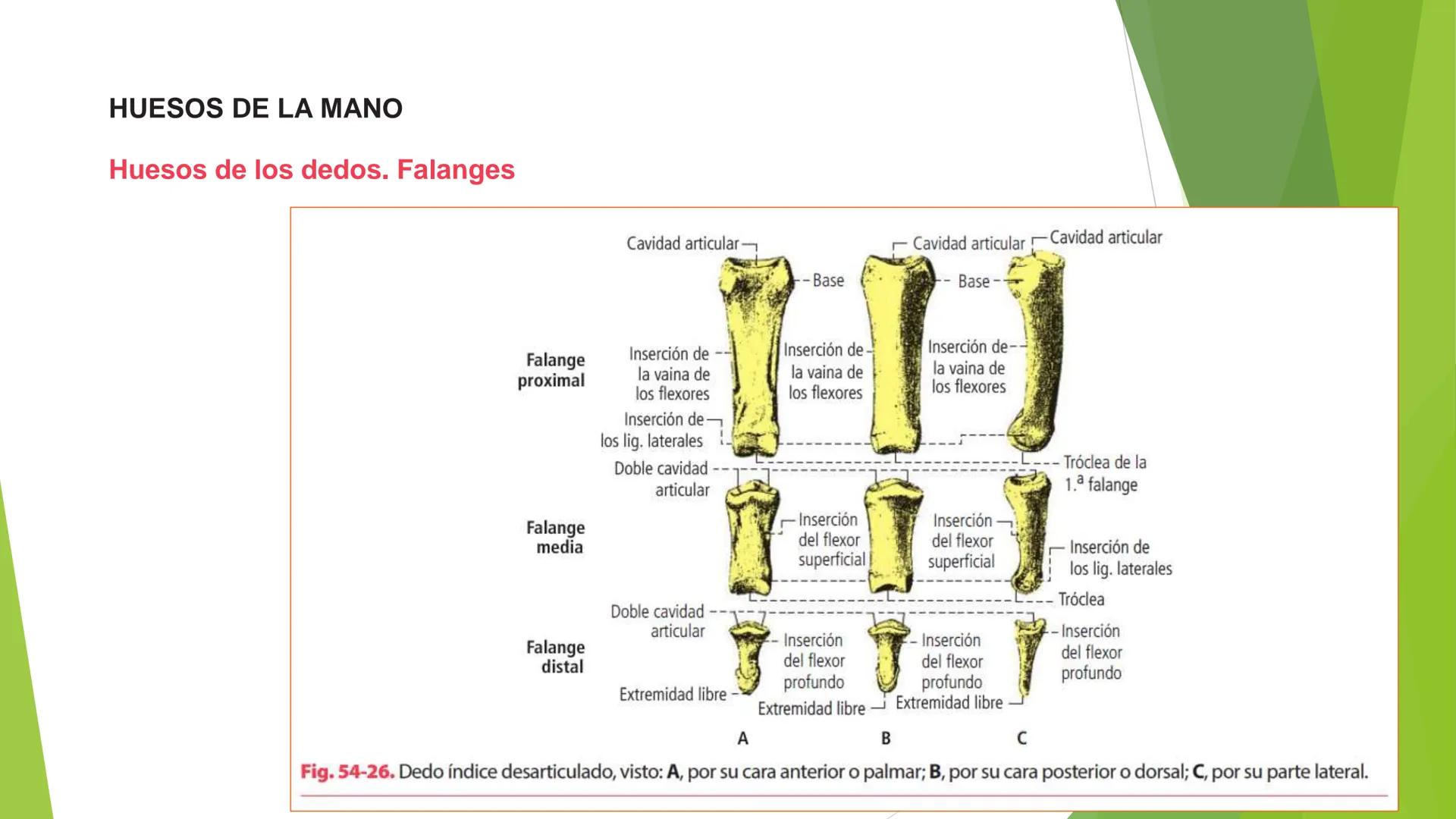 # ANATOMIA
# HUMANA
Dr. Edwin Paiares Huaripata # Huesos del miembro
superior --- OCR Start ---
EI ser humano posee cuatro miembros: dos m