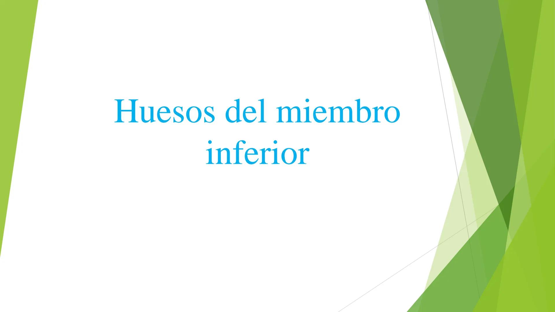 # ANATOMIA
# HUMANA
Dr. Edwin Paiares Huaripata # Huesos del miembro
superior --- OCR Start ---
EI ser humano posee cuatro miembros: dos m