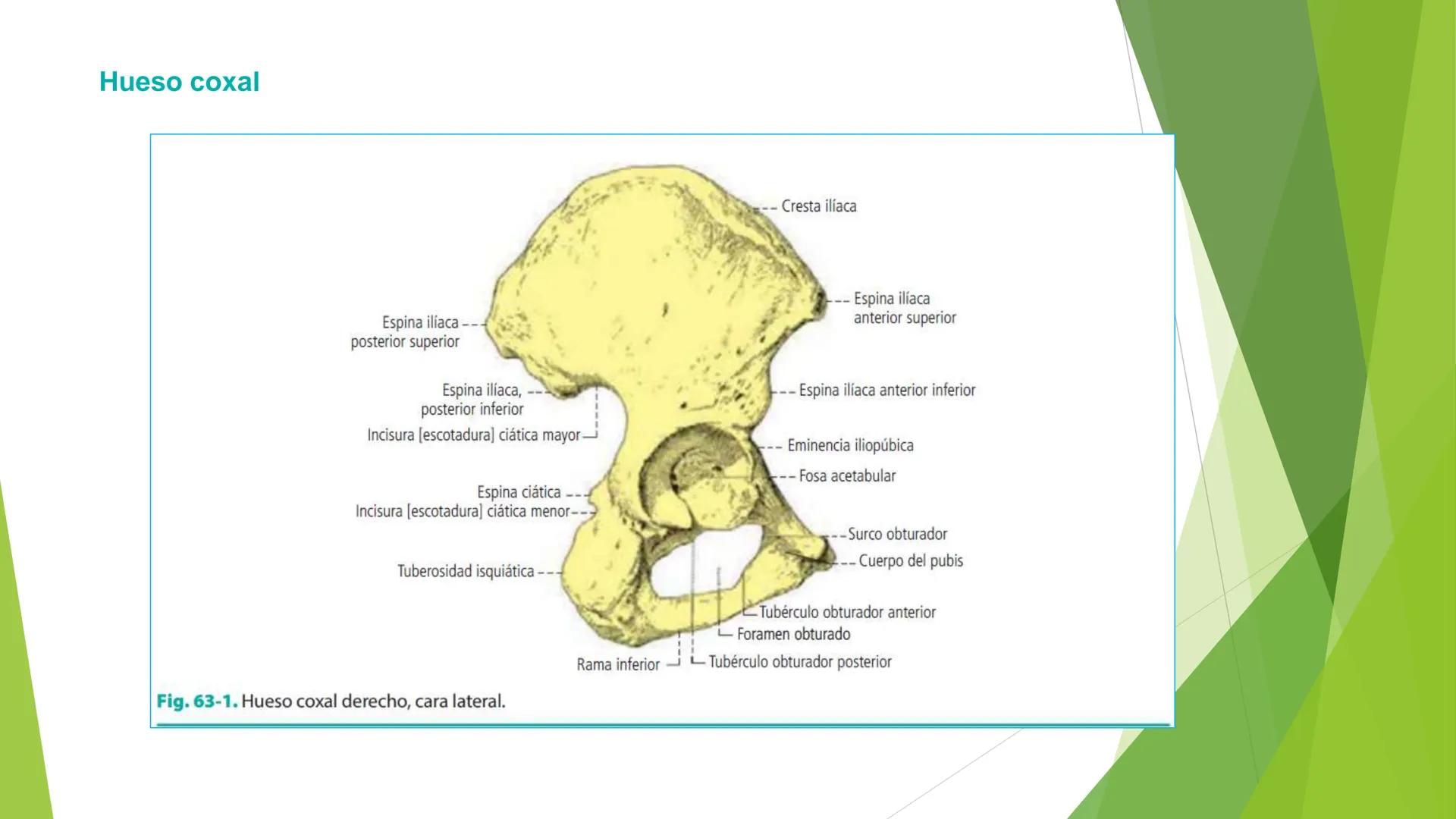 # ANATOMIA
# HUMANA
Dr. Edwin Paiares Huaripata # Huesos del miembro
superior --- OCR Start ---
EI ser humano posee cuatro miembros: dos m