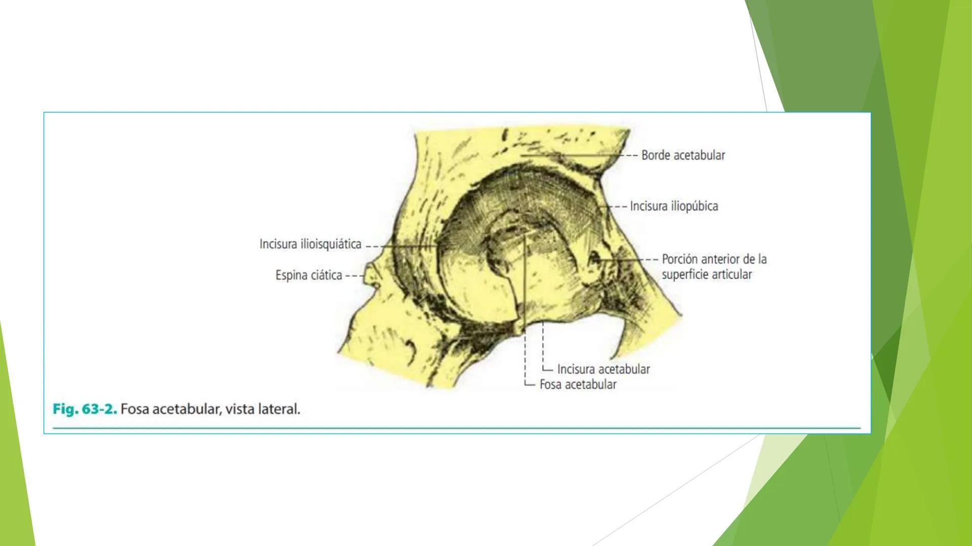 # ANATOMIA
# HUMANA
Dr. Edwin Paiares Huaripata # Huesos del miembro
superior --- OCR Start ---
EI ser humano posee cuatro miembros: dos m