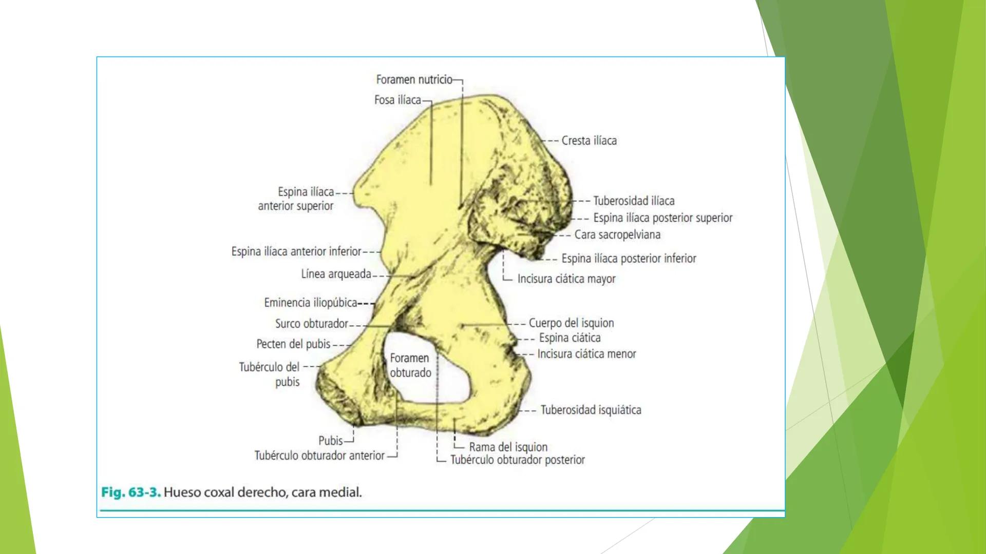 # ANATOMIA
# HUMANA
Dr. Edwin Paiares Huaripata # Huesos del miembro
superior --- OCR Start ---
EI ser humano posee cuatro miembros: dos m