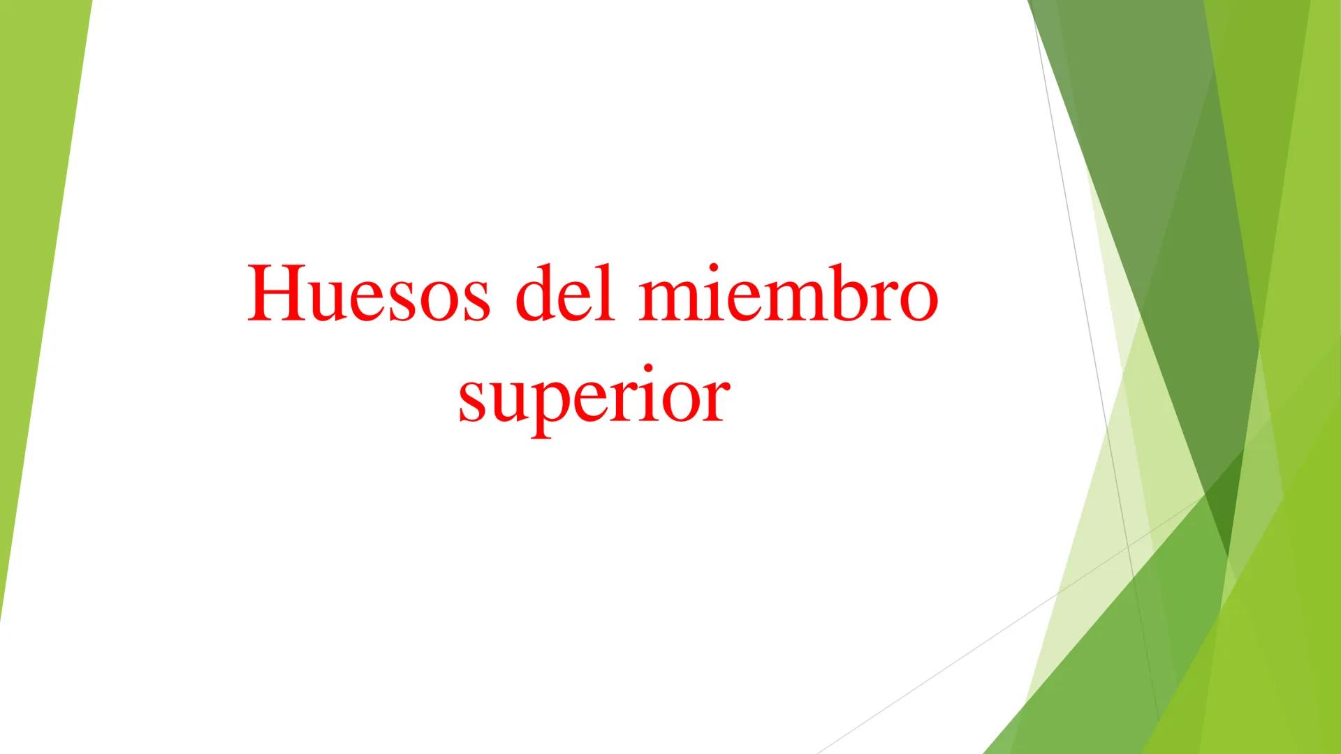 # ANATOMIA
# HUMANA
Dr. Edwin Paiares Huaripata # Huesos del miembro
superior --- OCR Start ---
EI ser humano posee cuatro miembros: dos m