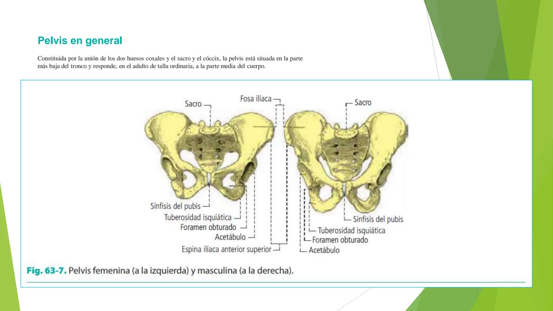 # ANATOMIA
# HUMANA
Dr. Edwin Paiares Huaripata # Huesos del miembro
superior --- OCR Start ---
EI ser humano posee cuatro miembros: dos m