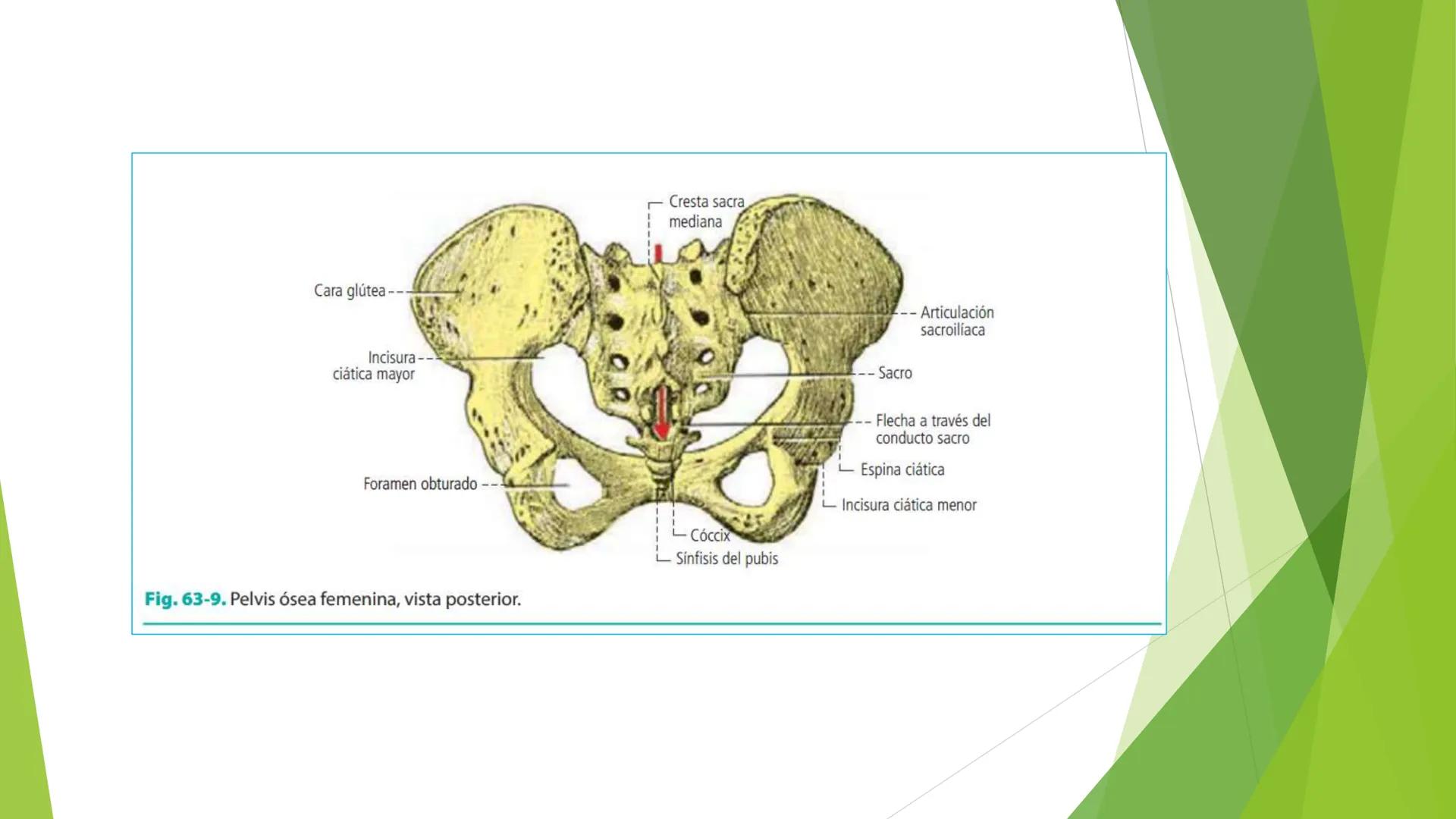 # ANATOMIA
# HUMANA
Dr. Edwin Paiares Huaripata # Huesos del miembro
superior --- OCR Start ---
EI ser humano posee cuatro miembros: dos m