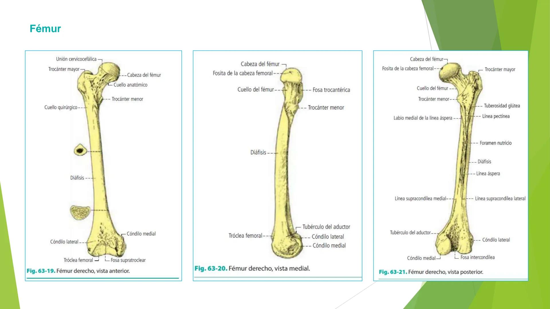 # ANATOMIA
# HUMANA
Dr. Edwin Paiares Huaripata # Huesos del miembro
superior --- OCR Start ---
EI ser humano posee cuatro miembros: dos m