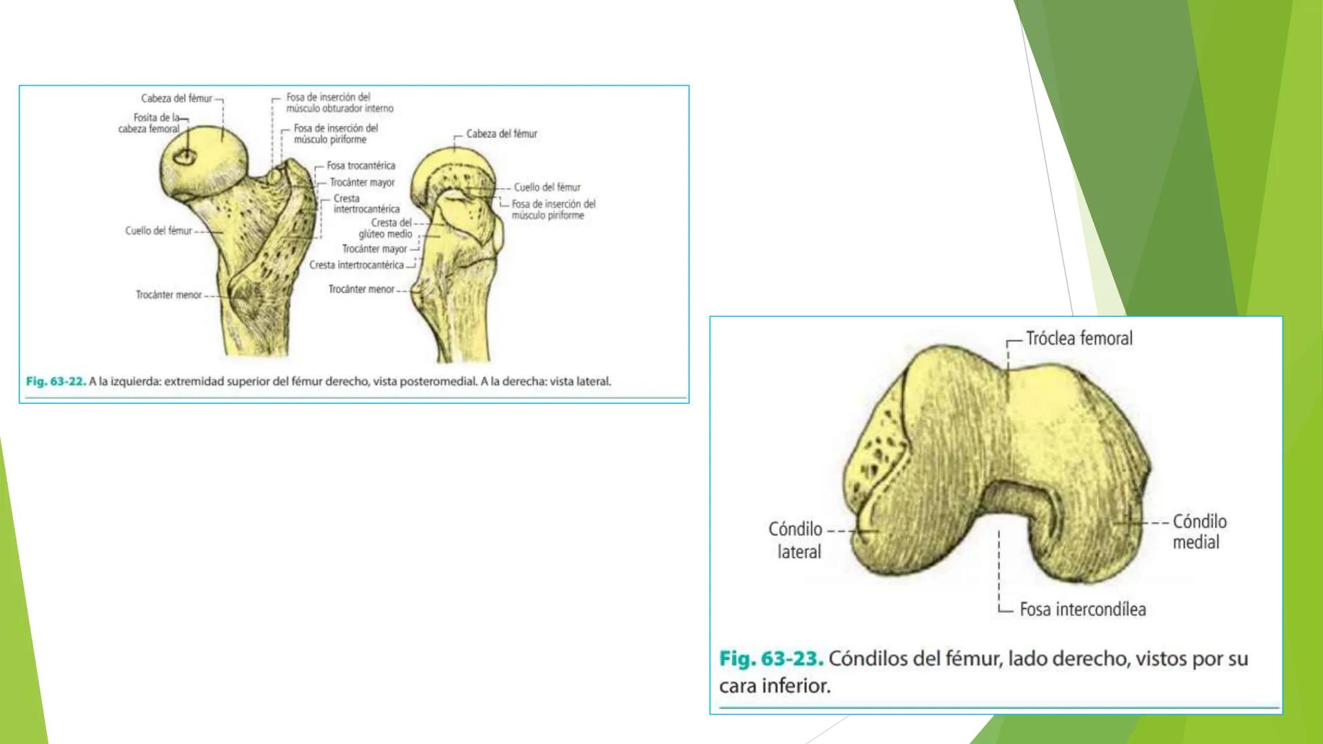 # ANATOMIA
# HUMANA
Dr. Edwin Paiares Huaripata # Huesos del miembro
superior --- OCR Start ---
EI ser humano posee cuatro miembros: dos m