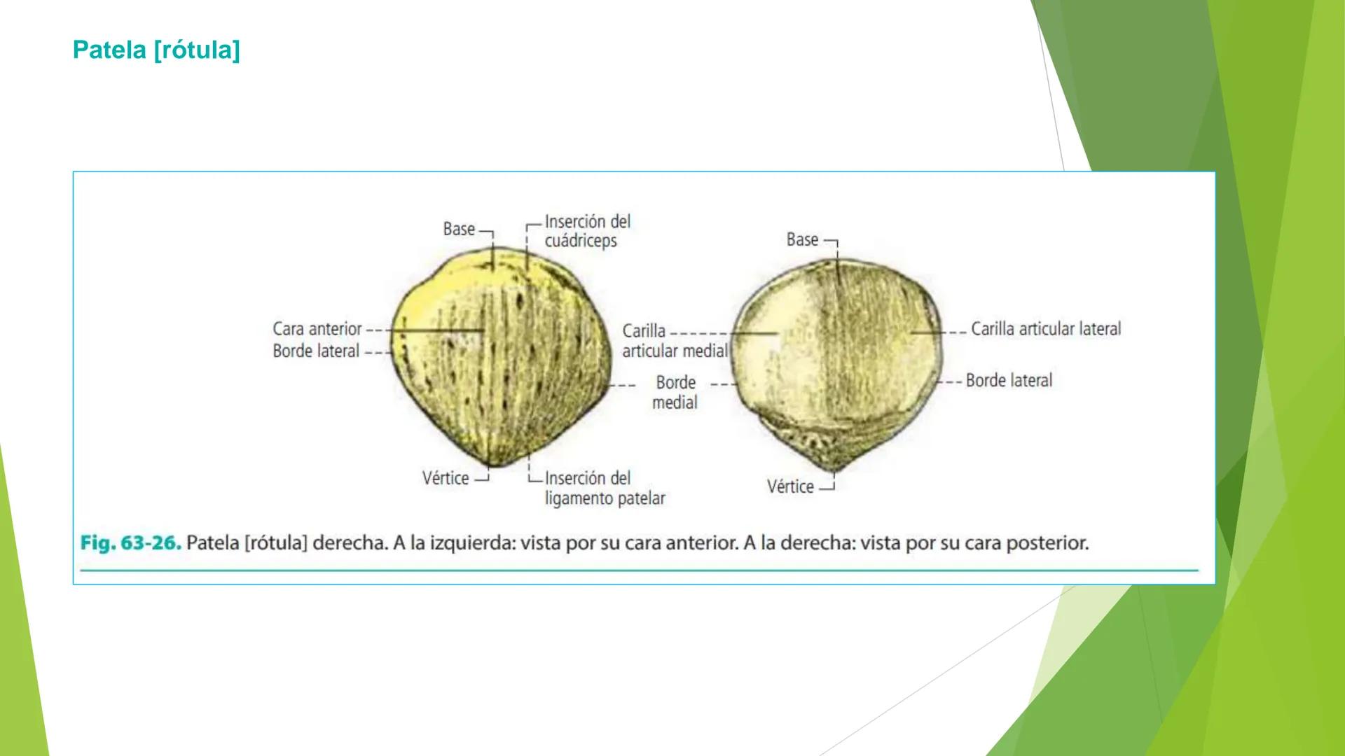 # ANATOMIA
# HUMANA
Dr. Edwin Paiares Huaripata # Huesos del miembro
superior --- OCR Start ---
EI ser humano posee cuatro miembros: dos m