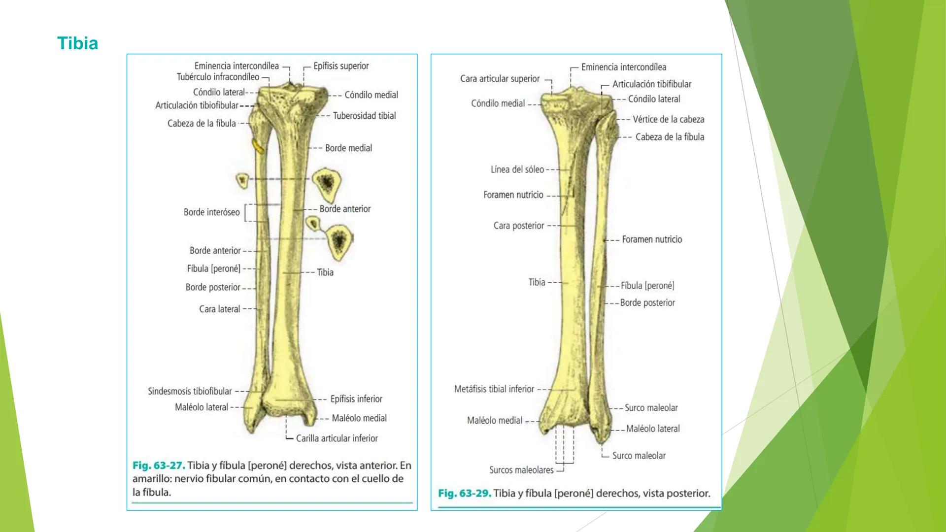 # ANATOMIA
# HUMANA
Dr. Edwin Paiares Huaripata # Huesos del miembro
superior --- OCR Start ---
EI ser humano posee cuatro miembros: dos m