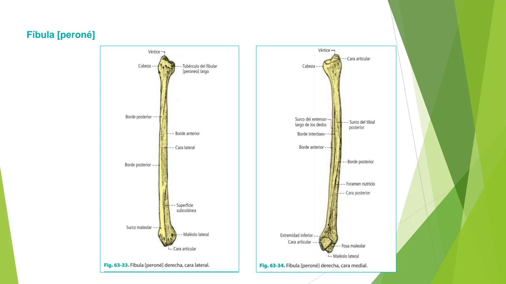 # ANATOMIA
# HUMANA
Dr. Edwin Paiares Huaripata # Huesos del miembro
superior --- OCR Start ---
EI ser humano posee cuatro miembros: dos m