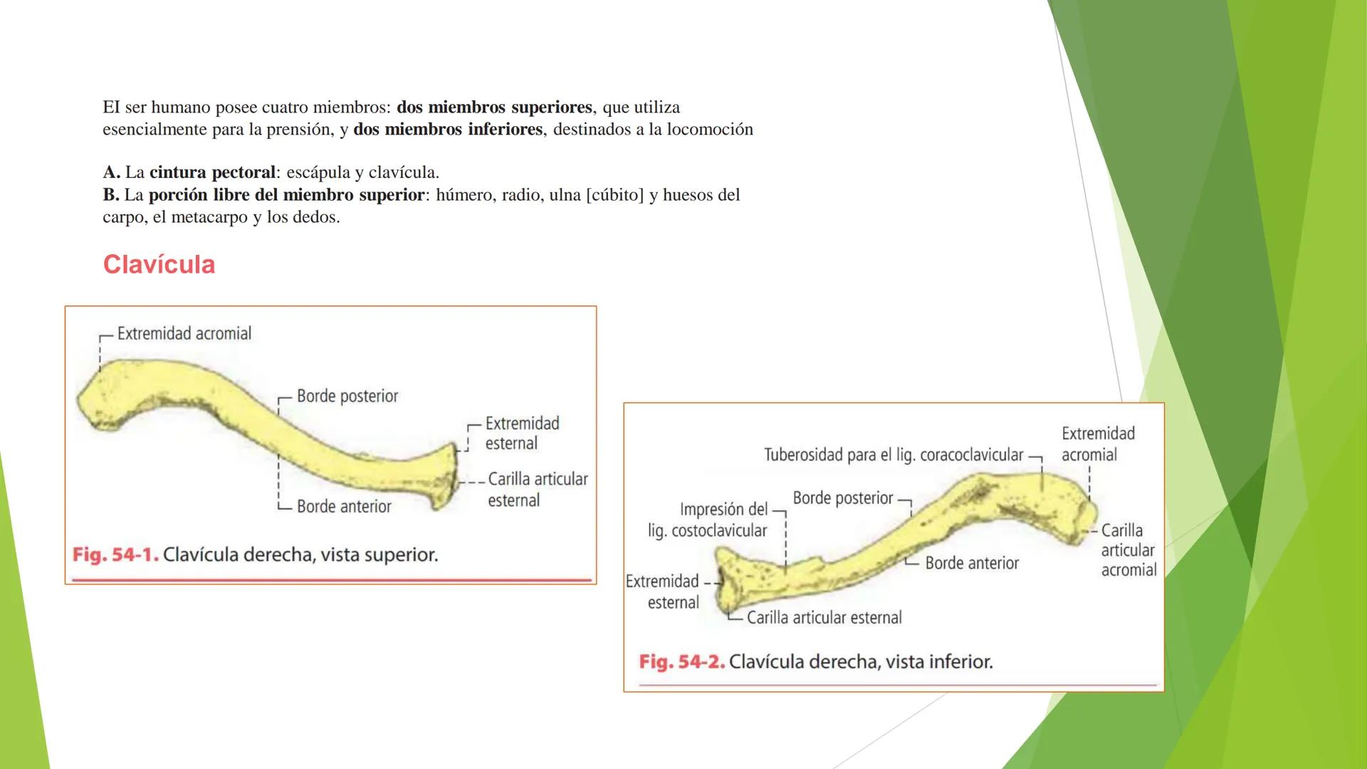 # ANATOMIA
# HUMANA
Dr. Edwin Paiares Huaripata # Huesos del miembro
superior --- OCR Start ---
EI ser humano posee cuatro miembros: dos m