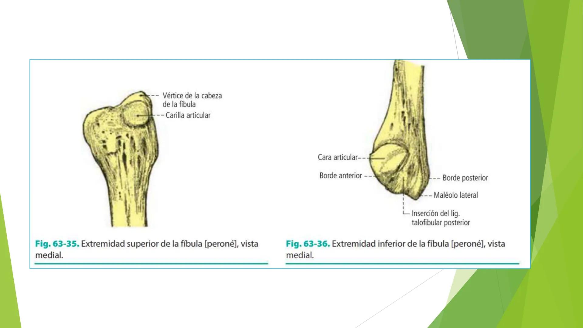 # ANATOMIA
# HUMANA
Dr. Edwin Paiares Huaripata # Huesos del miembro
superior --- OCR Start ---
EI ser humano posee cuatro miembros: dos m