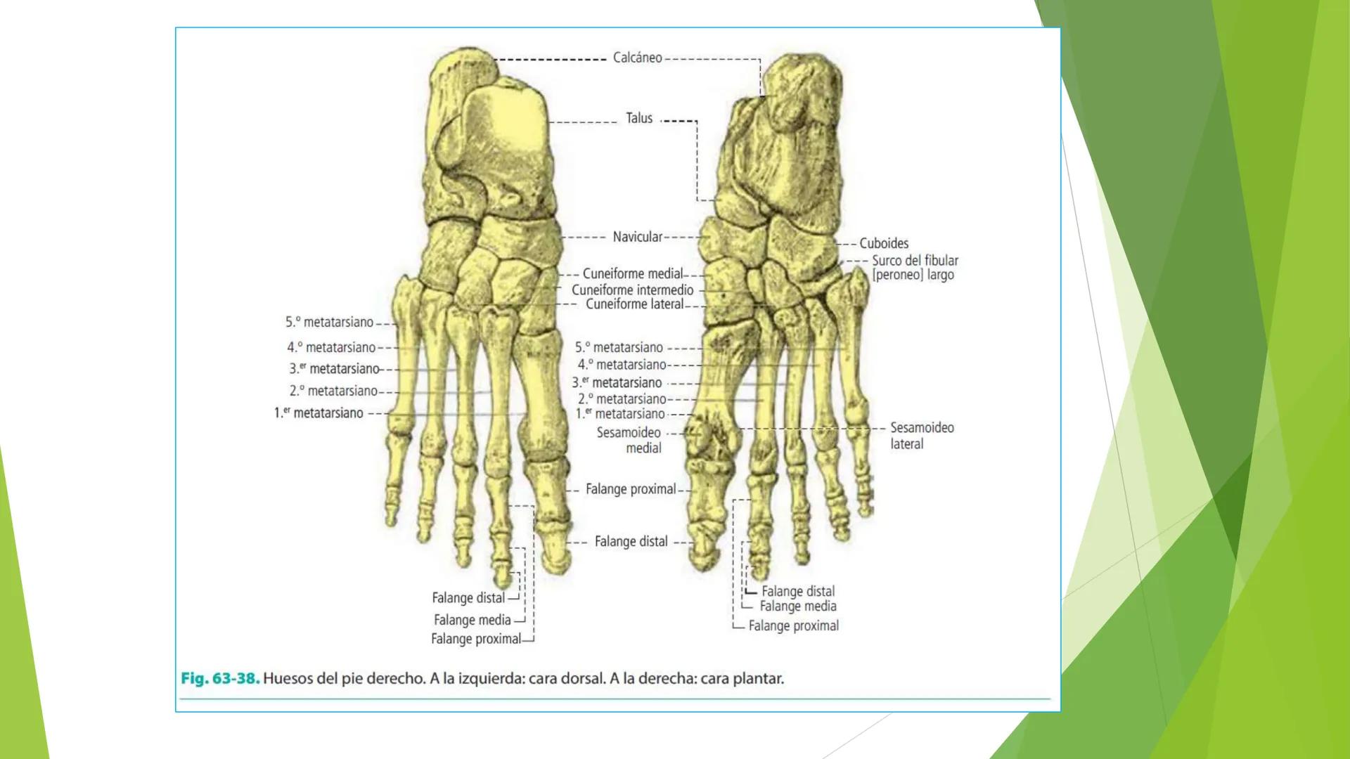 # ANATOMIA
# HUMANA
Dr. Edwin Paiares Huaripata # Huesos del miembro
superior --- OCR Start ---
EI ser humano posee cuatro miembros: dos m