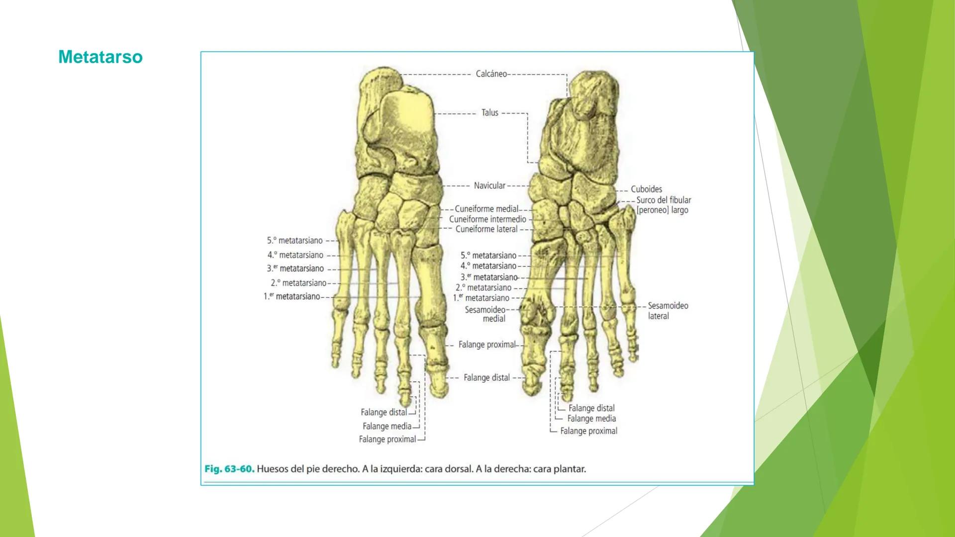 # ANATOMIA
# HUMANA
Dr. Edwin Paiares Huaripata # Huesos del miembro
superior --- OCR Start ---
EI ser humano posee cuatro miembros: dos m