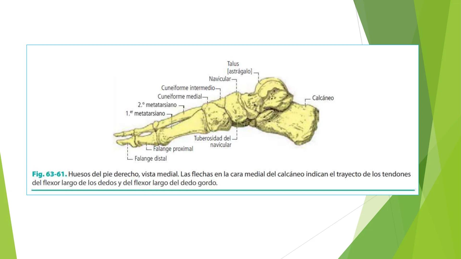 # ANATOMIA
# HUMANA
Dr. Edwin Paiares Huaripata # Huesos del miembro
superior --- OCR Start ---
EI ser humano posee cuatro miembros: dos m