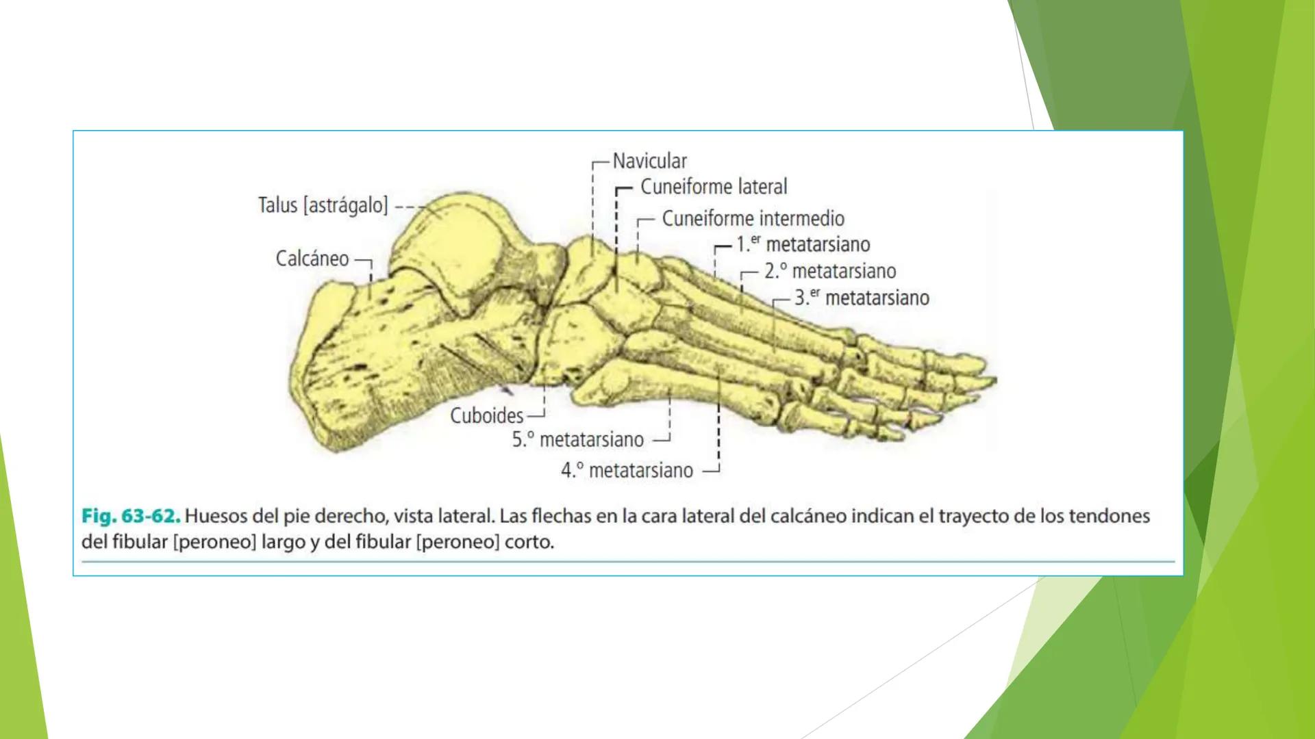 # ANATOMIA
# HUMANA
Dr. Edwin Paiares Huaripata # Huesos del miembro
superior --- OCR Start ---
EI ser humano posee cuatro miembros: dos m