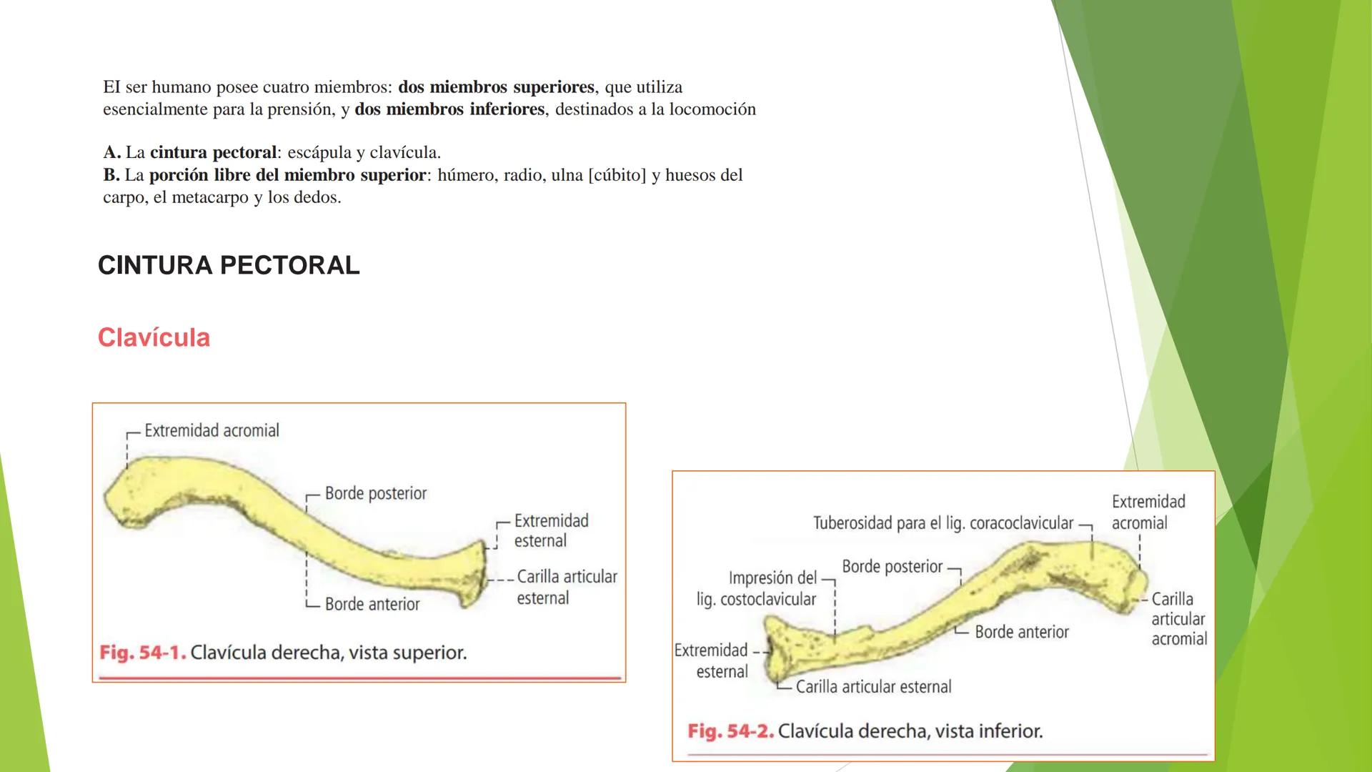 # ANATOMIA
# HUMANA
Dr. Edwin Paiares Huaripata # Huesos del miembro
superior --- OCR Start ---
EI ser humano posee cuatro miembros: dos m