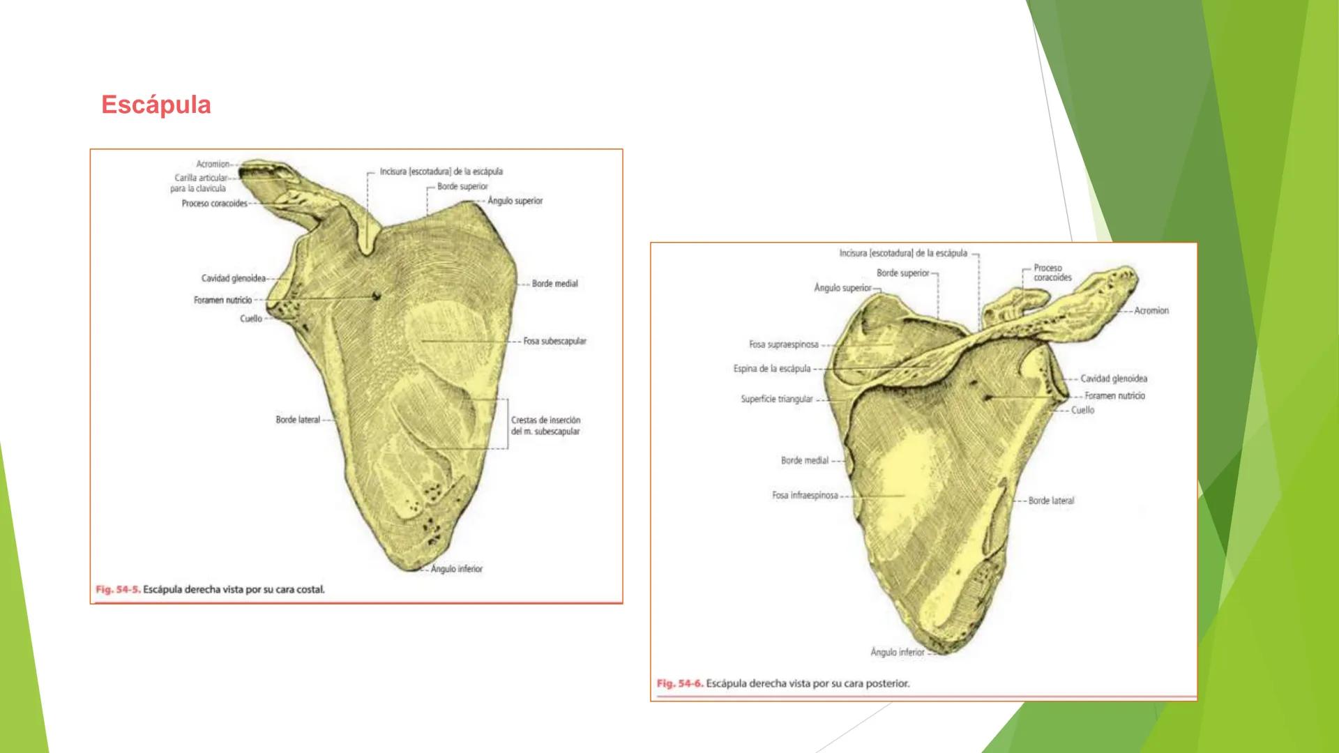 # ANATOMIA
# HUMANA
Dr. Edwin Paiares Huaripata # Huesos del miembro
superior --- OCR Start ---
EI ser humano posee cuatro miembros: dos m