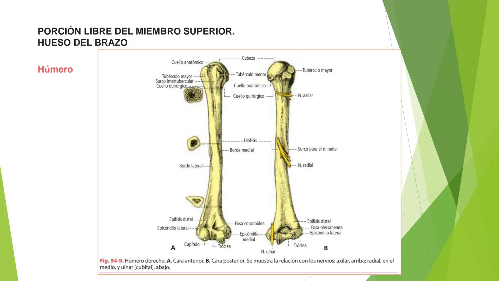 # ANATOMIA
# HUMANA
Dr. Edwin Paiares Huaripata # Huesos del miembro
superior --- OCR Start ---
EI ser humano posee cuatro miembros: dos m