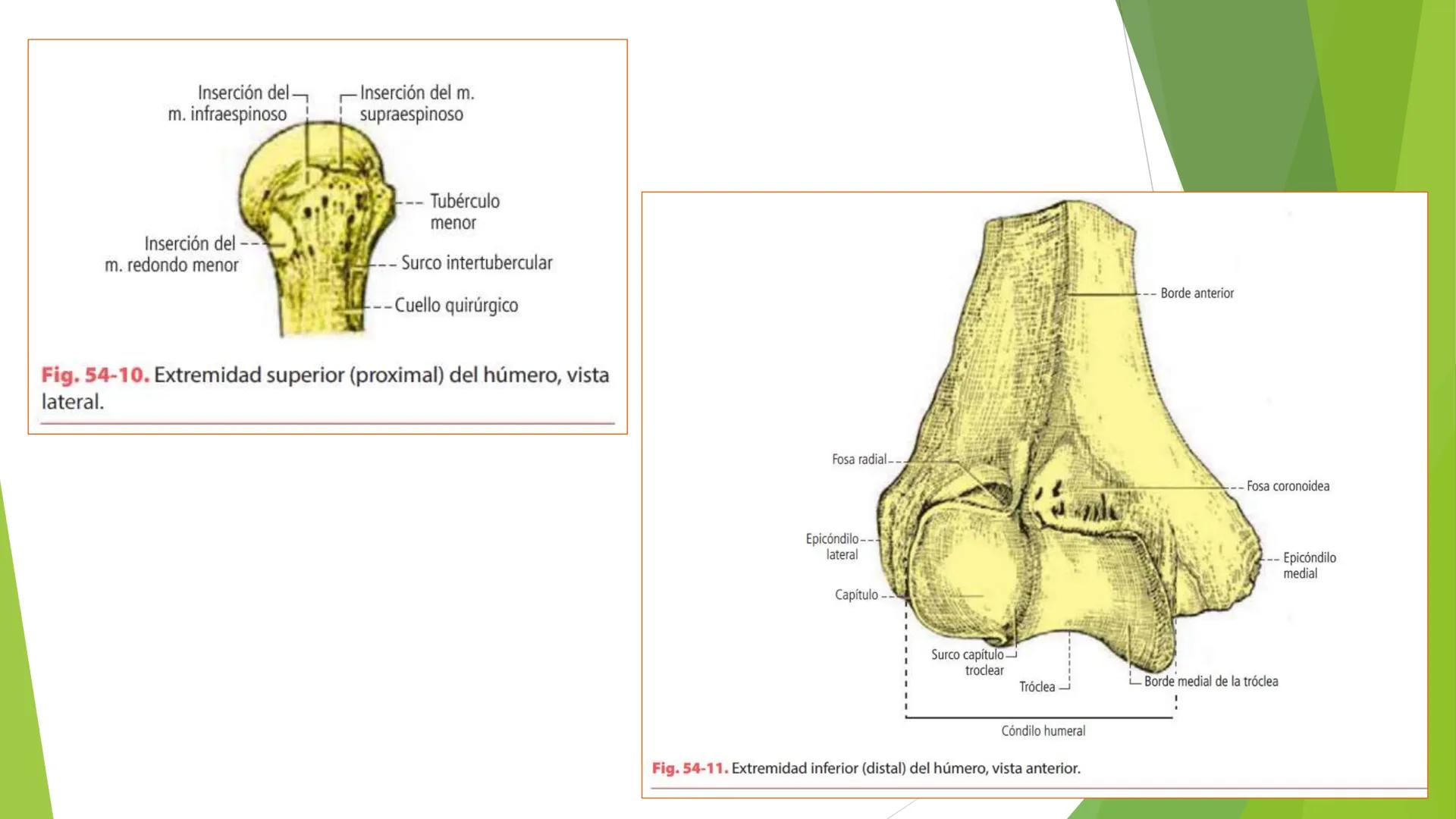 # ANATOMIA
# HUMANA
Dr. Edwin Paiares Huaripata # Huesos del miembro
superior --- OCR Start ---
EI ser humano posee cuatro miembros: dos m