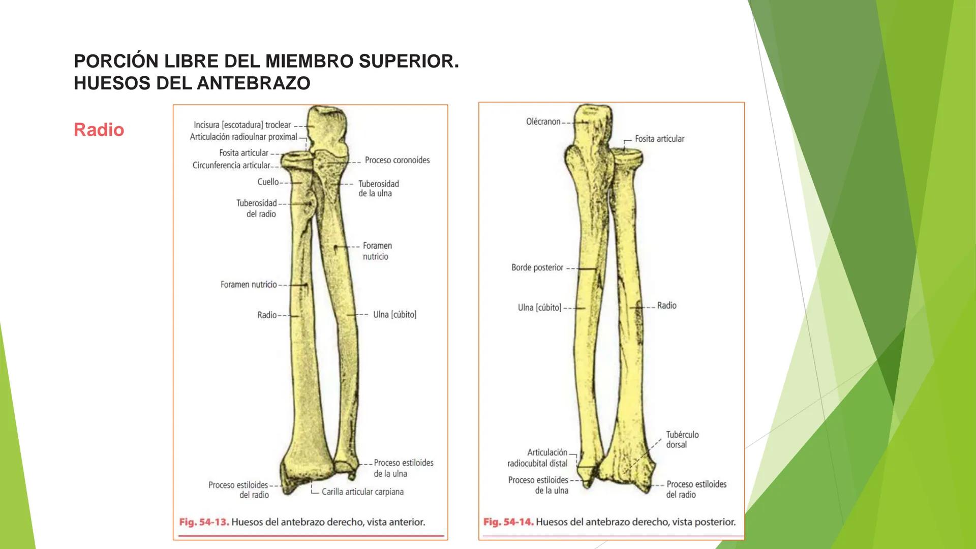 # ANATOMIA
# HUMANA
Dr. Edwin Paiares Huaripata # Huesos del miembro
superior --- OCR Start ---
EI ser humano posee cuatro miembros: dos m
