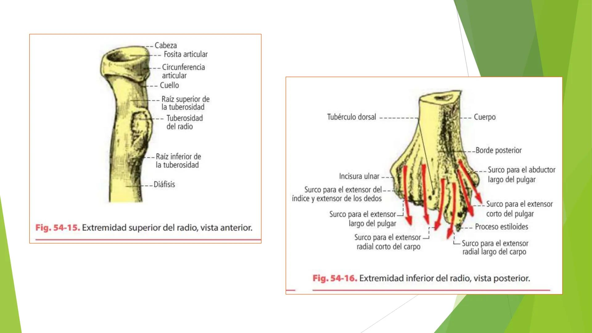 # ANATOMIA
# HUMANA
Dr. Edwin Paiares Huaripata # Huesos del miembro
superior --- OCR Start ---
EI ser humano posee cuatro miembros: dos m
