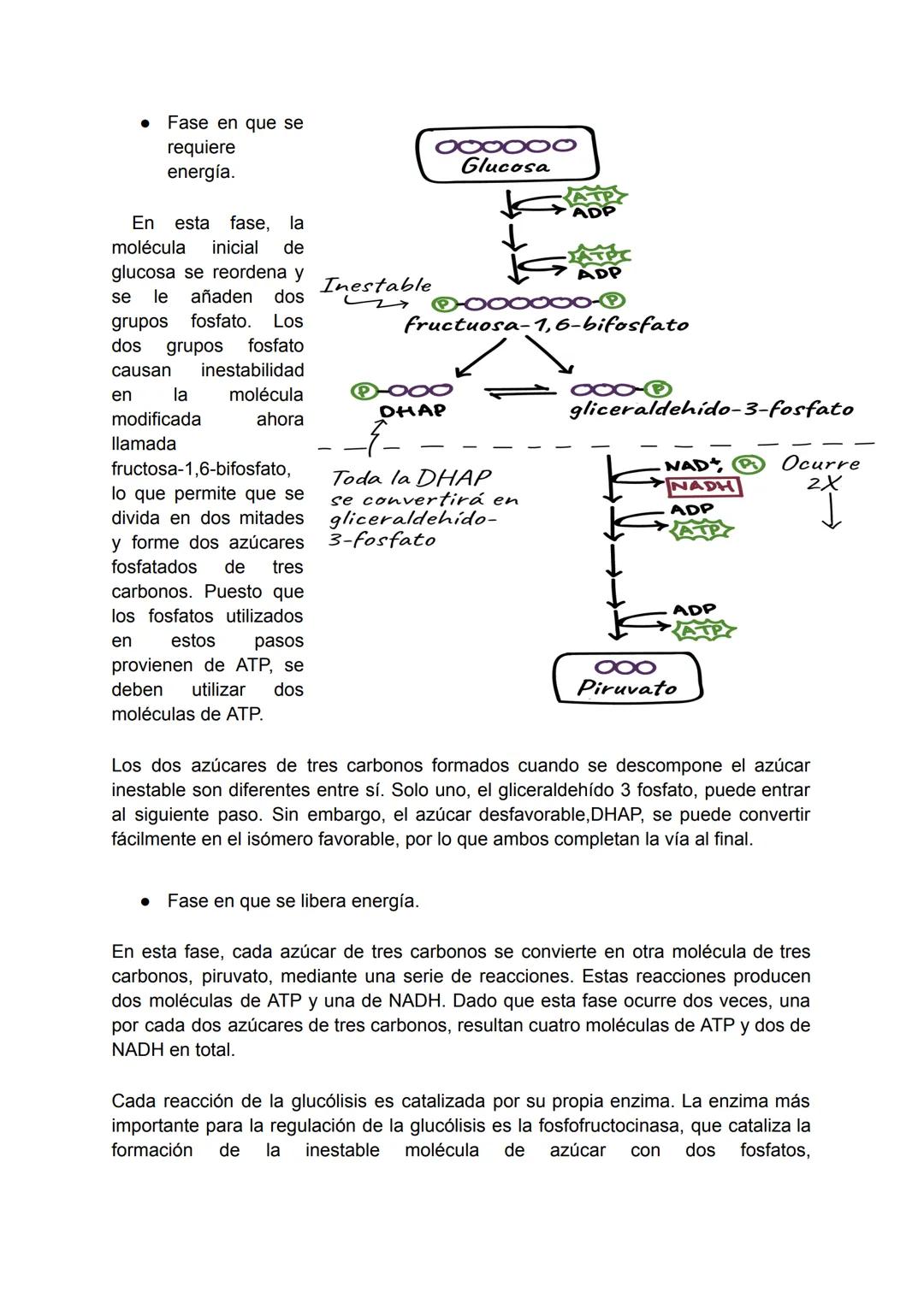 "Año de la recuperación y consolidación de la economía peruana"
UNIVERSIDAD NACIONAL SAN LUIS GONZAGA DE ICA
Facultad de Medicina Humana "Dr