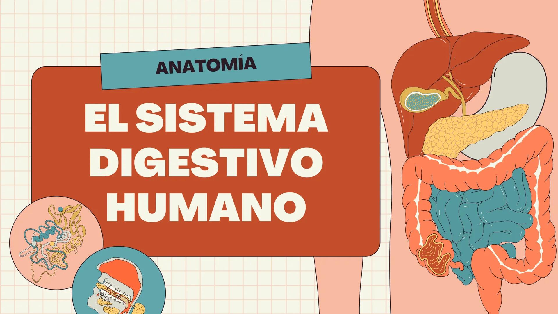 # ANATOMÍA
# EL SISTEMA
DIGESTIVO
HUMANO --- OCR Start ---
ESTRUCTURAS
1
7
6
8
9
10
11. Bazo
11
1. Hígado
2. Vena porta
2
3 Duodeno
12
4 Co