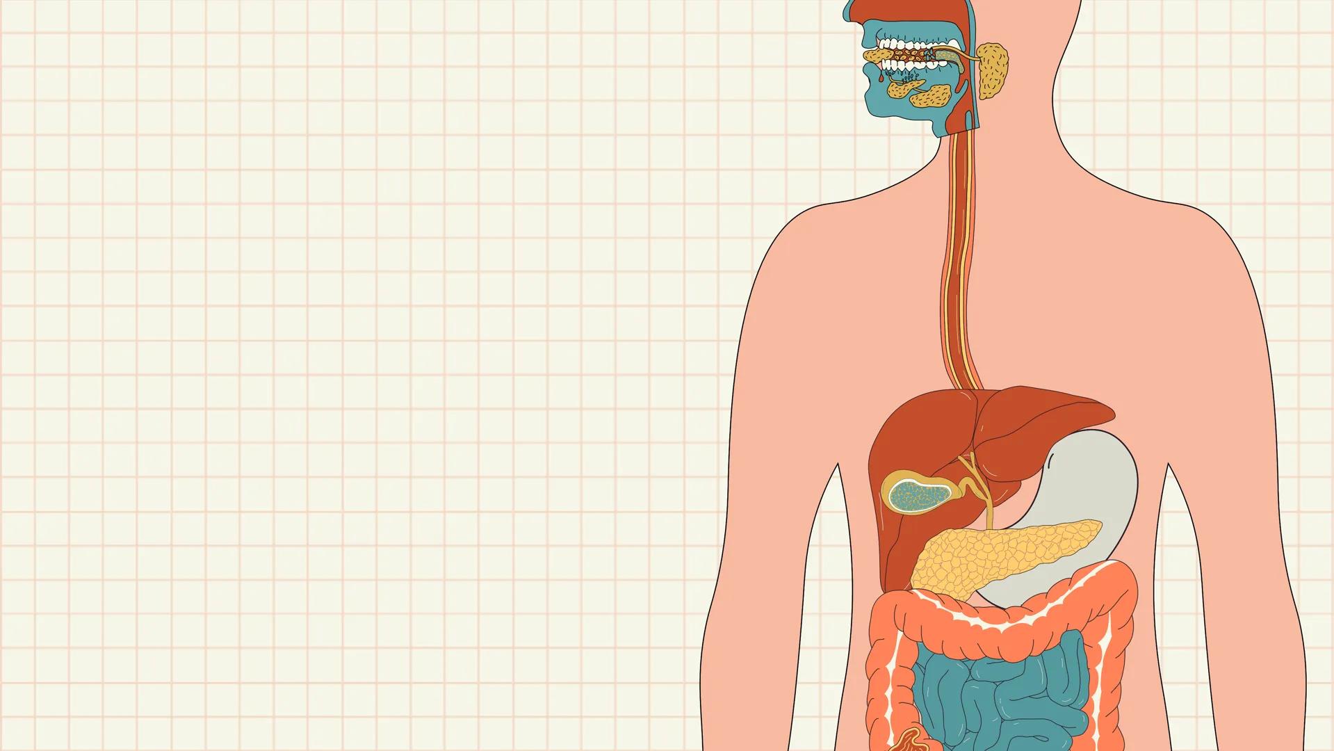 # ANATOMÍA
# EL SISTEMA
DIGESTIVO
HUMANO --- OCR Start ---
ESTRUCTURAS
1
7
6
8
9
10
11. Bazo
11
1. Hígado
2. Vena porta
2
3 Duodeno
12
4 Co