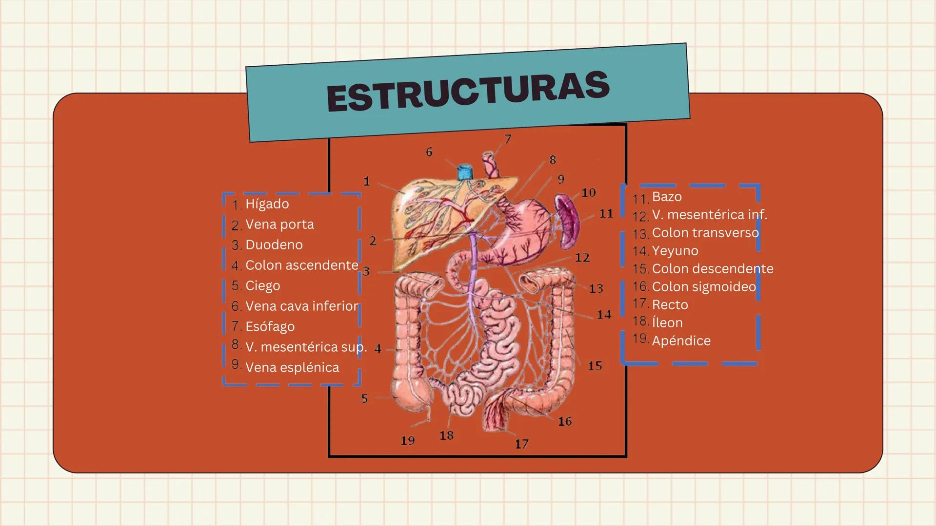 # ANATOMÍA
# EL SISTEMA
DIGESTIVO
HUMANO --- OCR Start ---
ESTRUCTURAS
1
7
6
8
9
10
11. Bazo
11
1. Hígado
2. Vena porta
2
3 Duodeno
12
4 Co