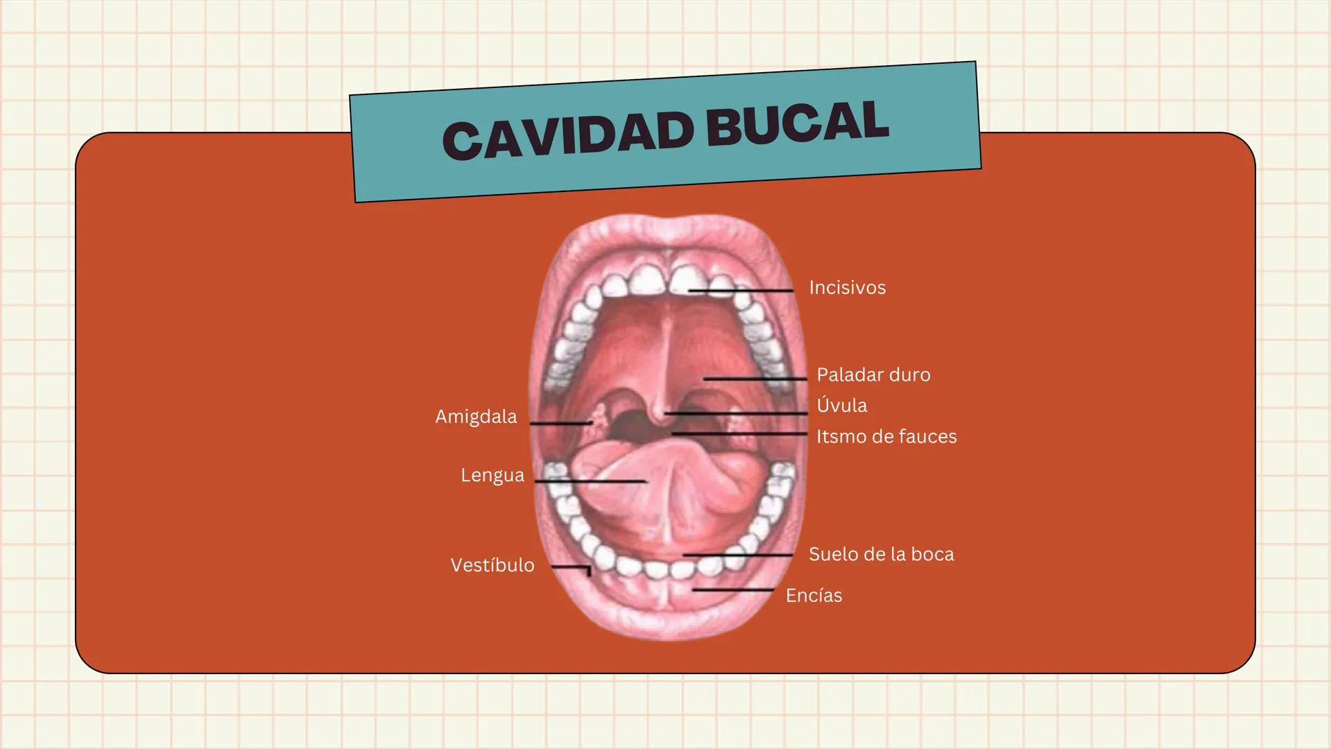 # ANATOMÍA
# EL SISTEMA
DIGESTIVO
HUMANO --- OCR Start ---
ESTRUCTURAS
1
7
6
8
9
10
11. Bazo
11
1. Hígado
2. Vena porta
2
3 Duodeno
12
4 Co