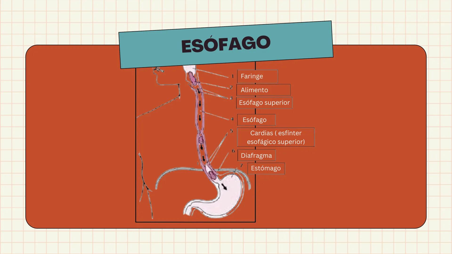 # ANATOMÍA
# EL SISTEMA
DIGESTIVO
HUMANO --- OCR Start ---
ESTRUCTURAS
1
7
6
8
9
10
11. Bazo
11
1. Hígado
2. Vena porta
2
3 Duodeno
12
4 Co