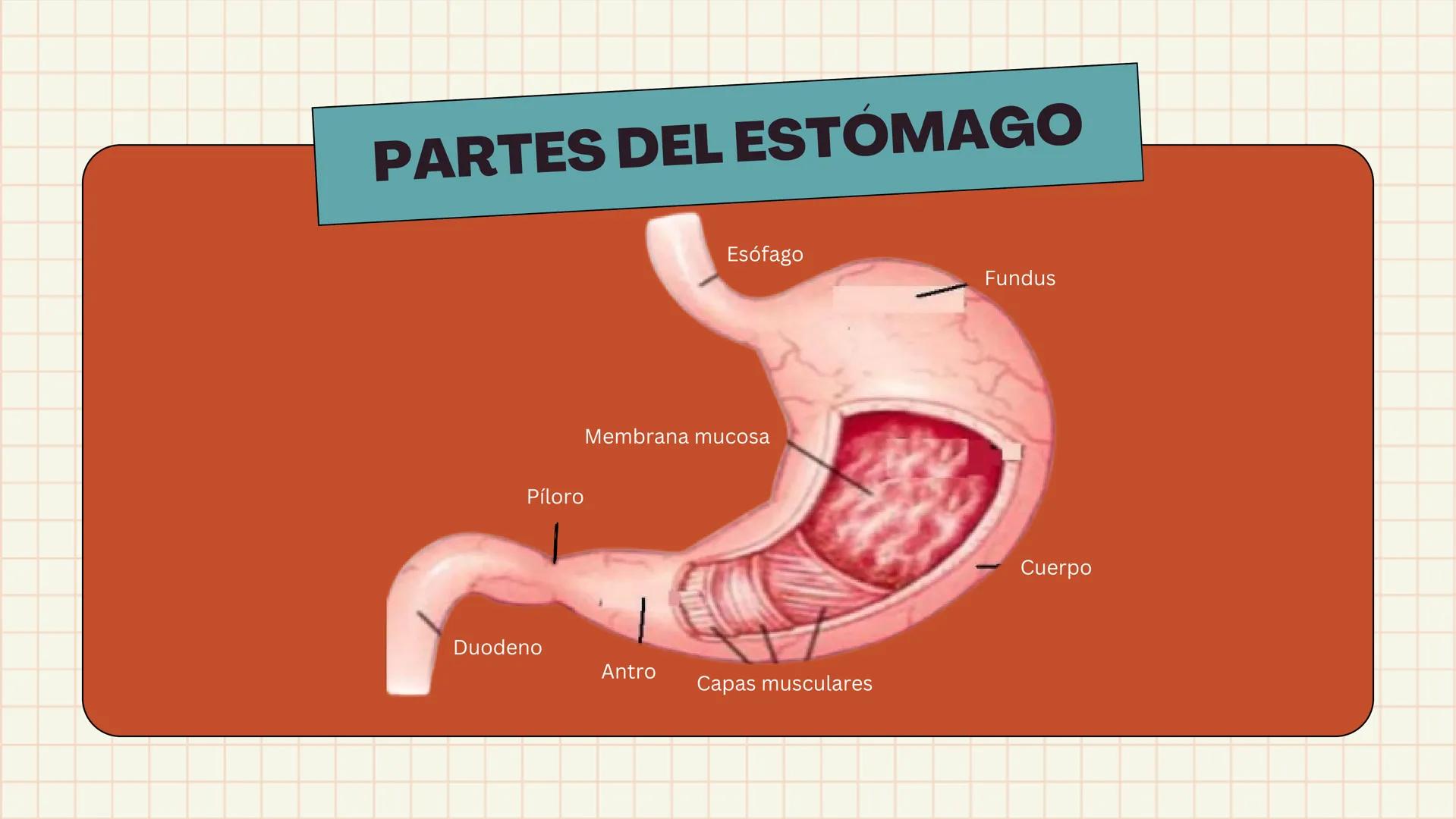 # ANATOMÍA
# EL SISTEMA
DIGESTIVO
HUMANO --- OCR Start ---
ESTRUCTURAS
1
7
6
8
9
10
11. Bazo
11
1. Hígado
2. Vena porta
2
3 Duodeno
12
4 Co