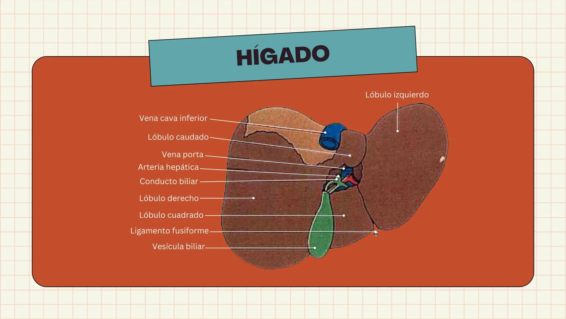 # ANATOMÍA
# EL SISTEMA
DIGESTIVO
HUMANO --- OCR Start ---
ESTRUCTURAS
1
7
6
8
9
10
11. Bazo
11
1. Hígado
2. Vena porta
2
3 Duodeno
12
4 Co