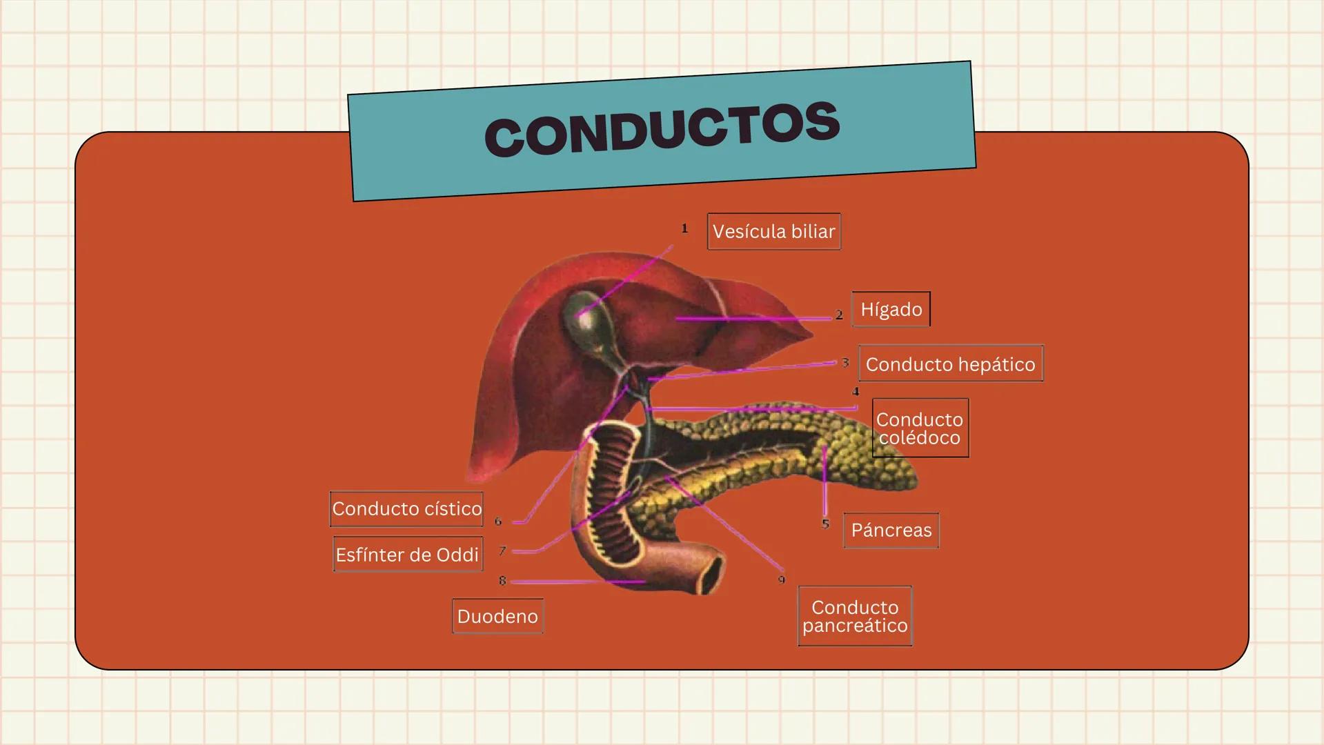 # ANATOMÍA
# EL SISTEMA
DIGESTIVO
HUMANO --- OCR Start ---
ESTRUCTURAS
1
7
6
8
9
10
11. Bazo
11
1. Hígado
2. Vena porta
2
3 Duodeno
12
4 Co
