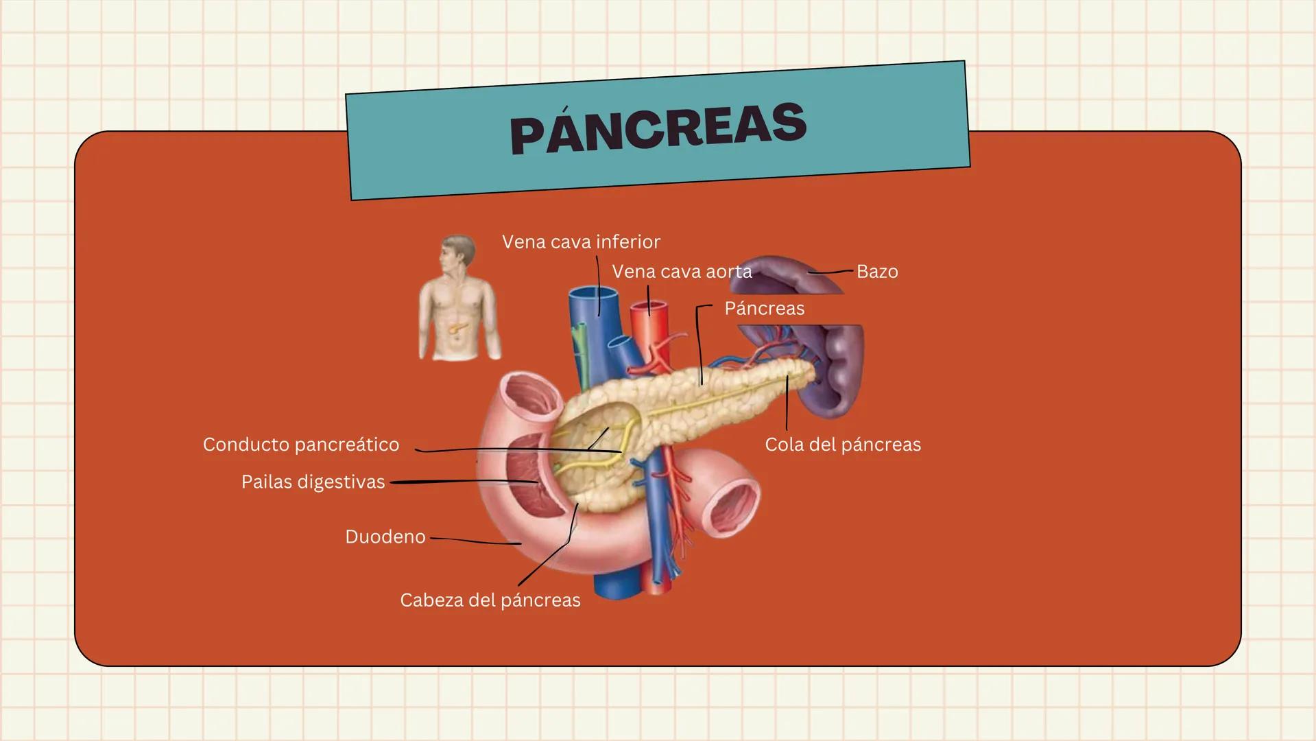 # ANATOMÍA
# EL SISTEMA
DIGESTIVO
HUMANO --- OCR Start ---
ESTRUCTURAS
1
7
6
8
9
10
11. Bazo
11
1. Hígado
2. Vena porta
2
3 Duodeno
12
4 Co