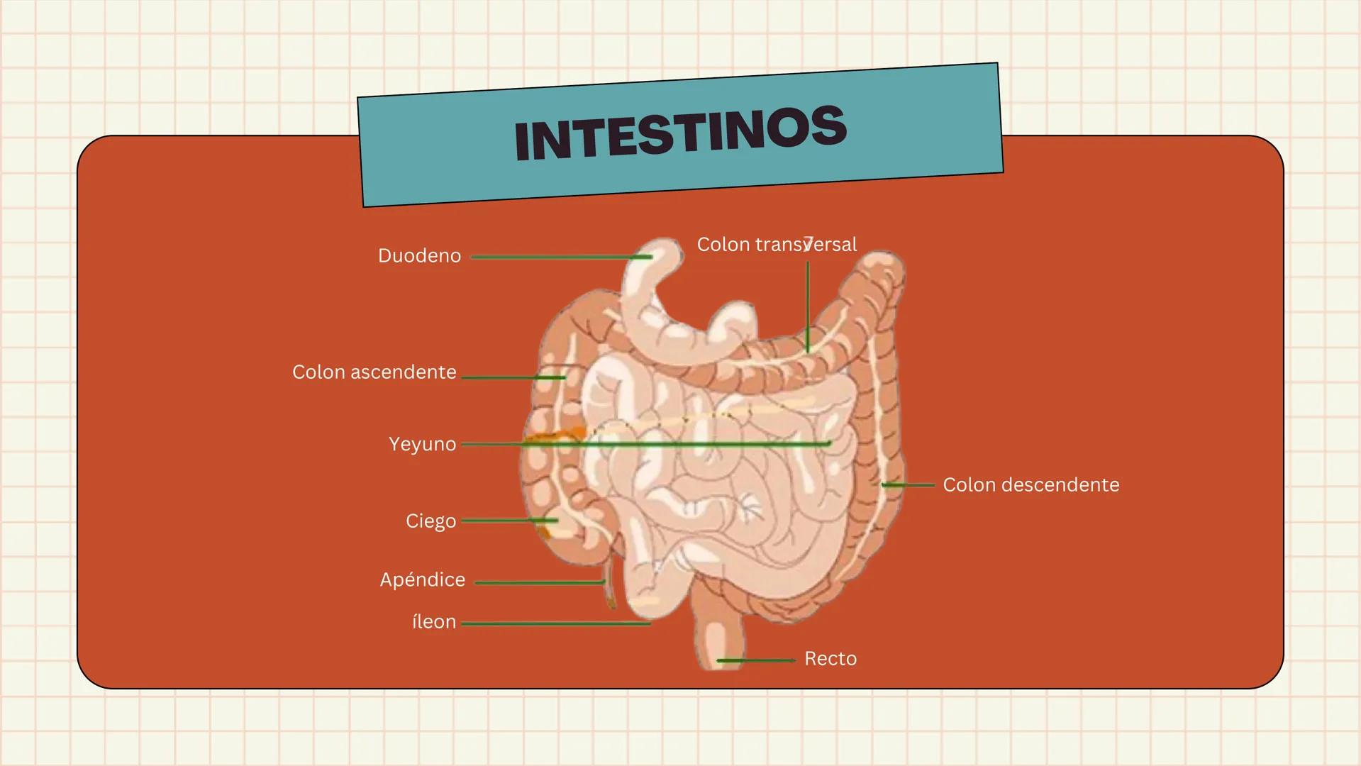 # ANATOMÍA
# EL SISTEMA
DIGESTIVO
HUMANO --- OCR Start ---
ESTRUCTURAS
1
7
6
8
9
10
11. Bazo
11
1. Hígado
2. Vena porta
2
3 Duodeno
12
4 Co