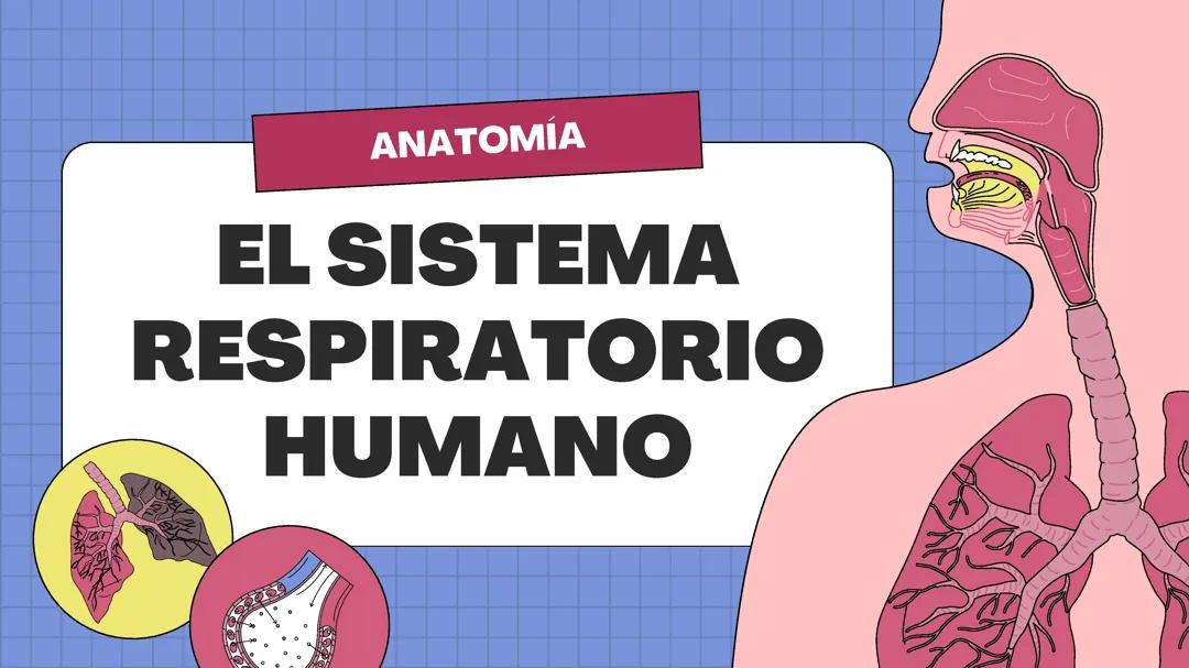 Sistema Respiratorio Humano