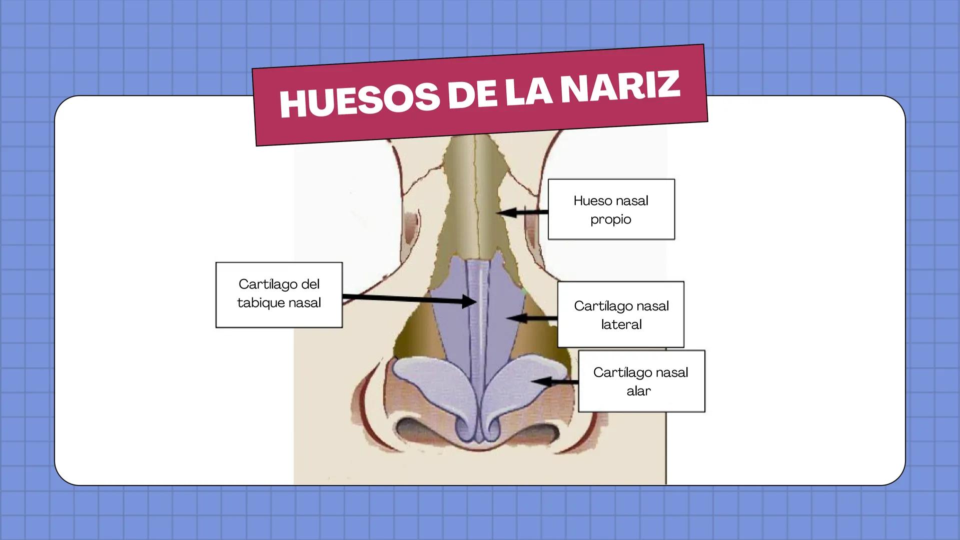 # ANATOMÍA
EL SISTEMA
RESPIRATORIO
HUMANO # HUESOS DE LA NARIZ
Hueso nasal
propio
Cartilago del
tabique nasal
Cartílago nasal
lateral
Cartí