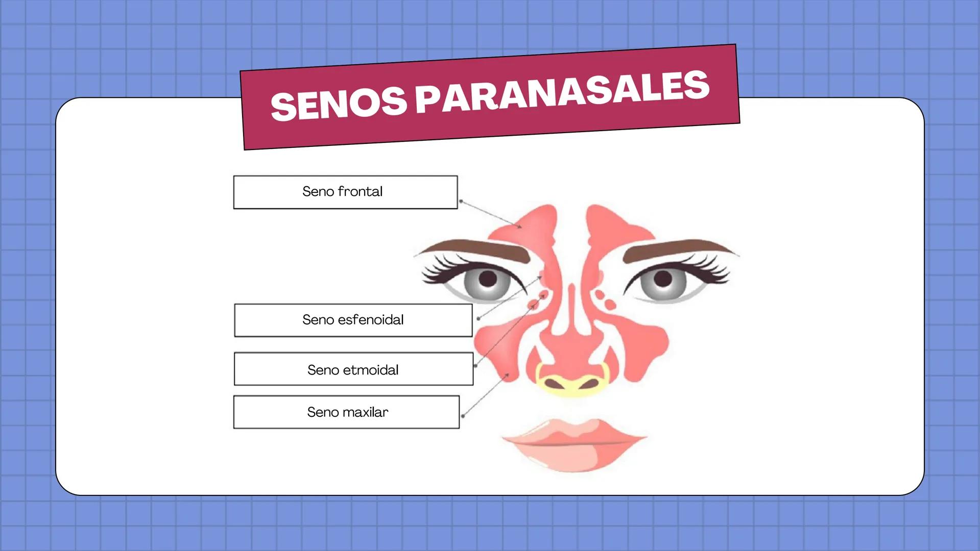 # ANATOMÍA
EL SISTEMA
RESPIRATORIO
HUMANO # HUESOS DE LA NARIZ
Hueso nasal
propio
Cartilago del
tabique nasal
Cartílago nasal
lateral
Cartí