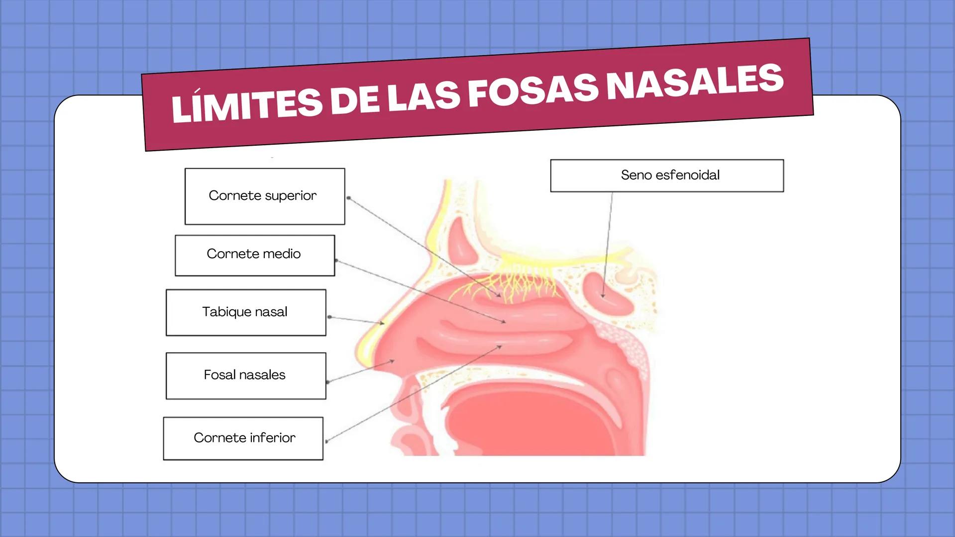 # ANATOMÍA
EL SISTEMA
RESPIRATORIO
HUMANO # HUESOS DE LA NARIZ
Hueso nasal
propio
Cartilago del
tabique nasal
Cartílago nasal
lateral
Cartí