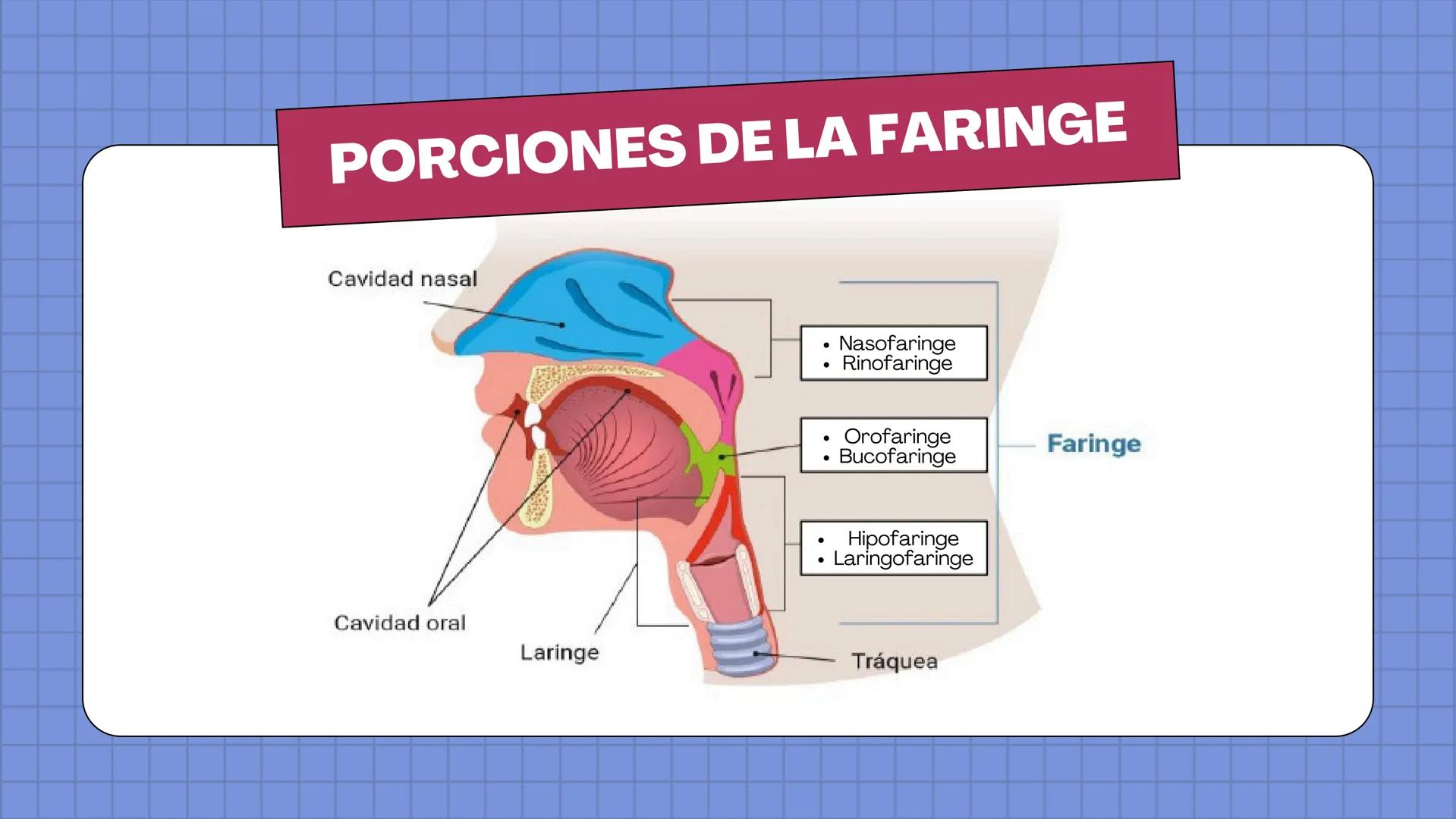 # ANATOMÍA
EL SISTEMA
RESPIRATORIO
HUMANO # HUESOS DE LA NARIZ
Hueso nasal
propio
Cartilago del
tabique nasal
Cartílago nasal
lateral
Cartí