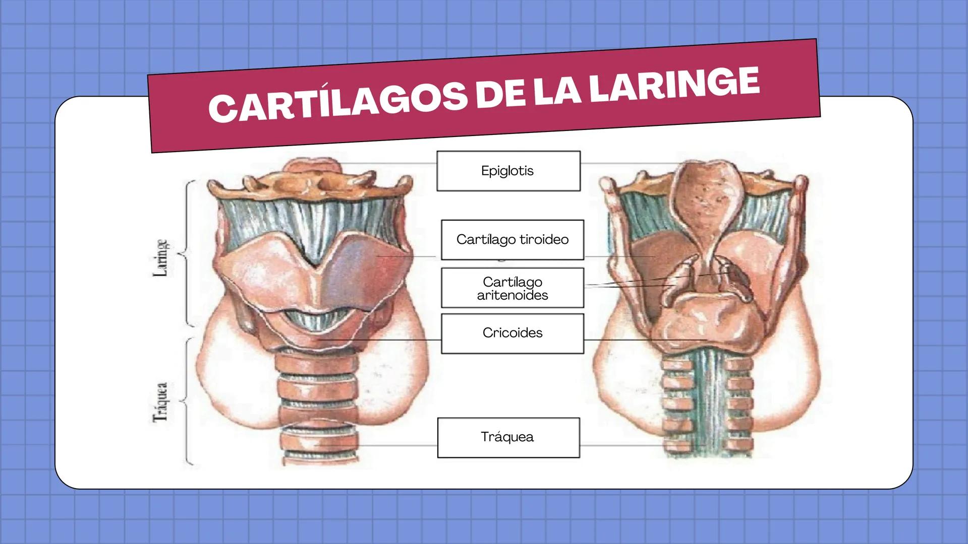# ANATOMÍA
EL SISTEMA
RESPIRATORIO
HUMANO # HUESOS DE LA NARIZ
Hueso nasal
propio
Cartilago del
tabique nasal
Cartílago nasal
lateral
Cartí