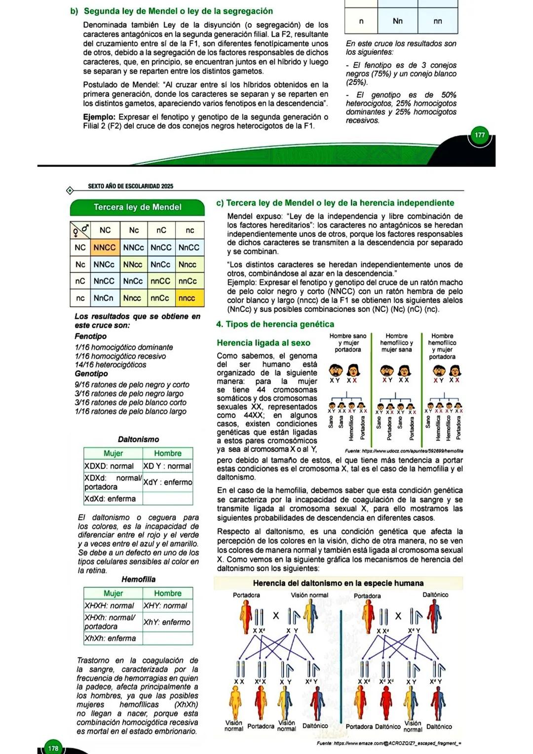 # 1. Genética y herencia
Uno de los precursores del estudio de la genética fue Mendel, quien llevó
las bases de la genética moderna. El mon