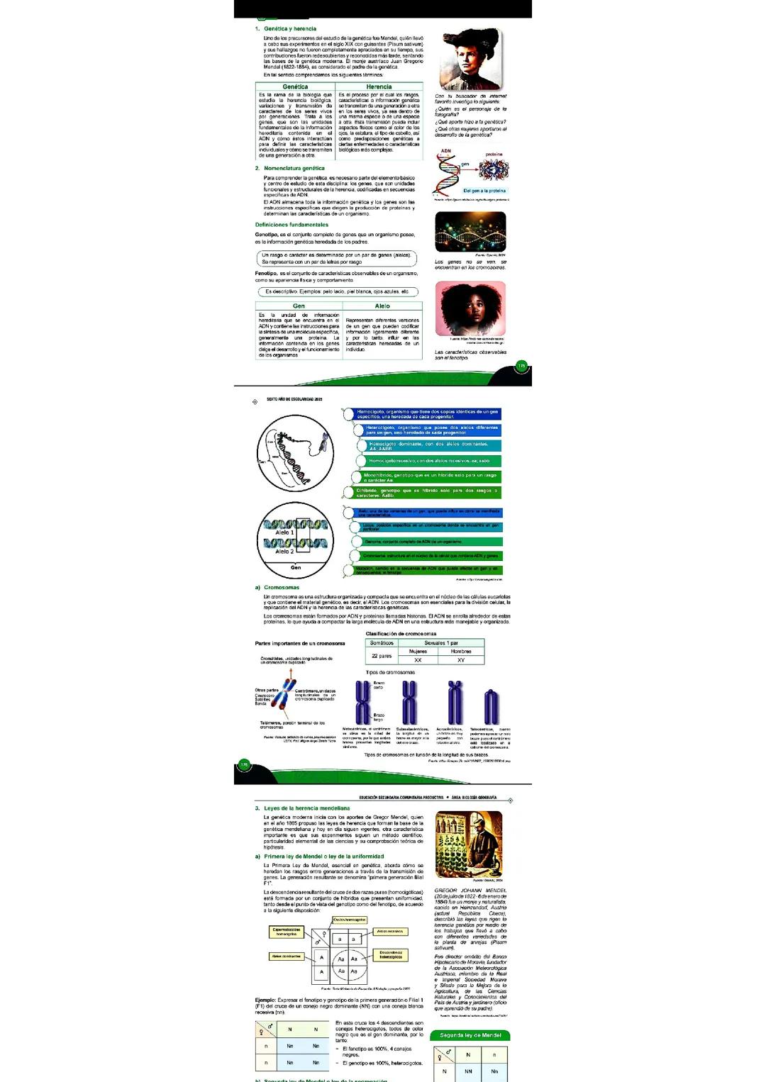 Genética y herencia, cromosomas